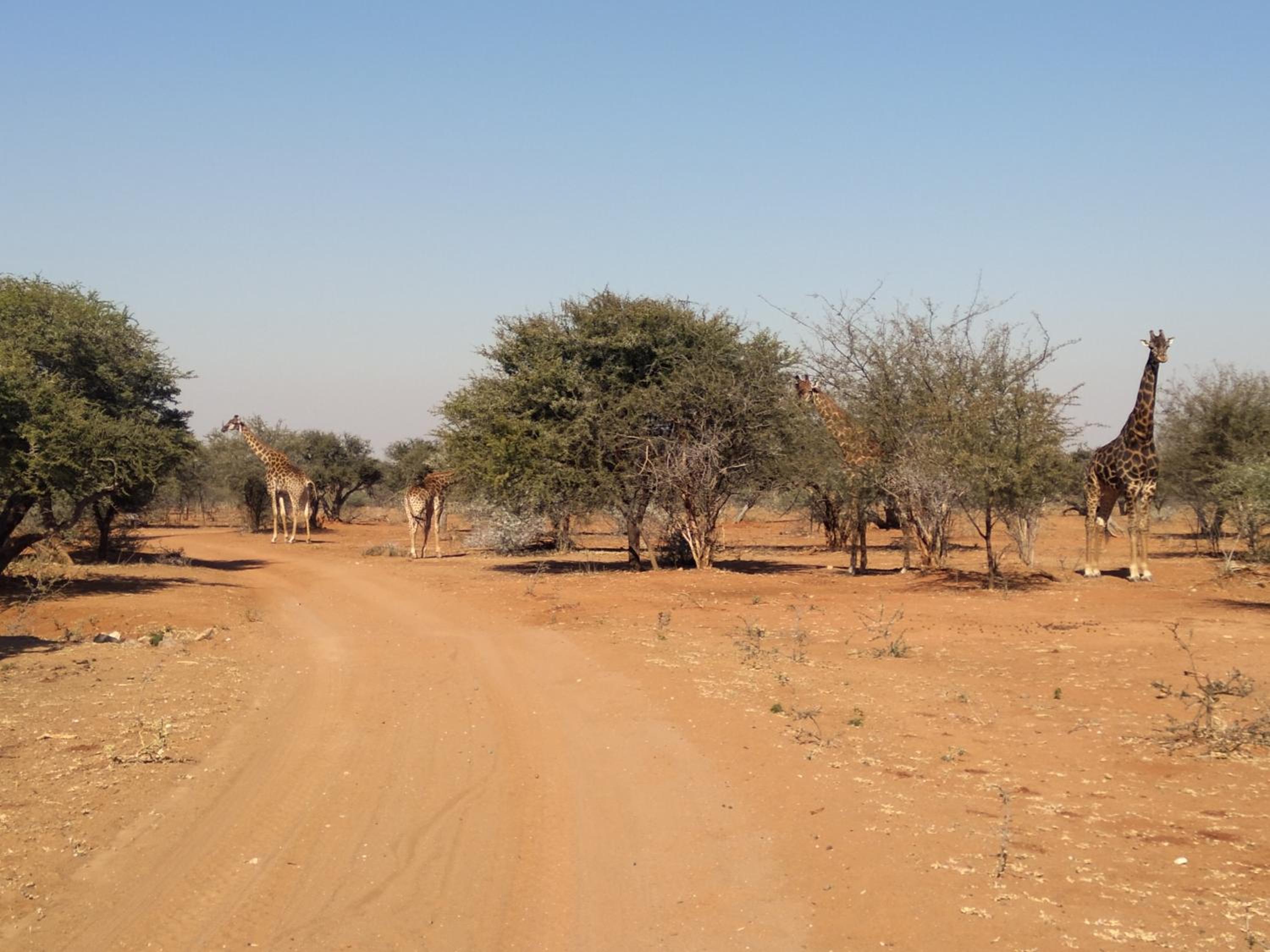 KweKwe Private Game Lodge view 5