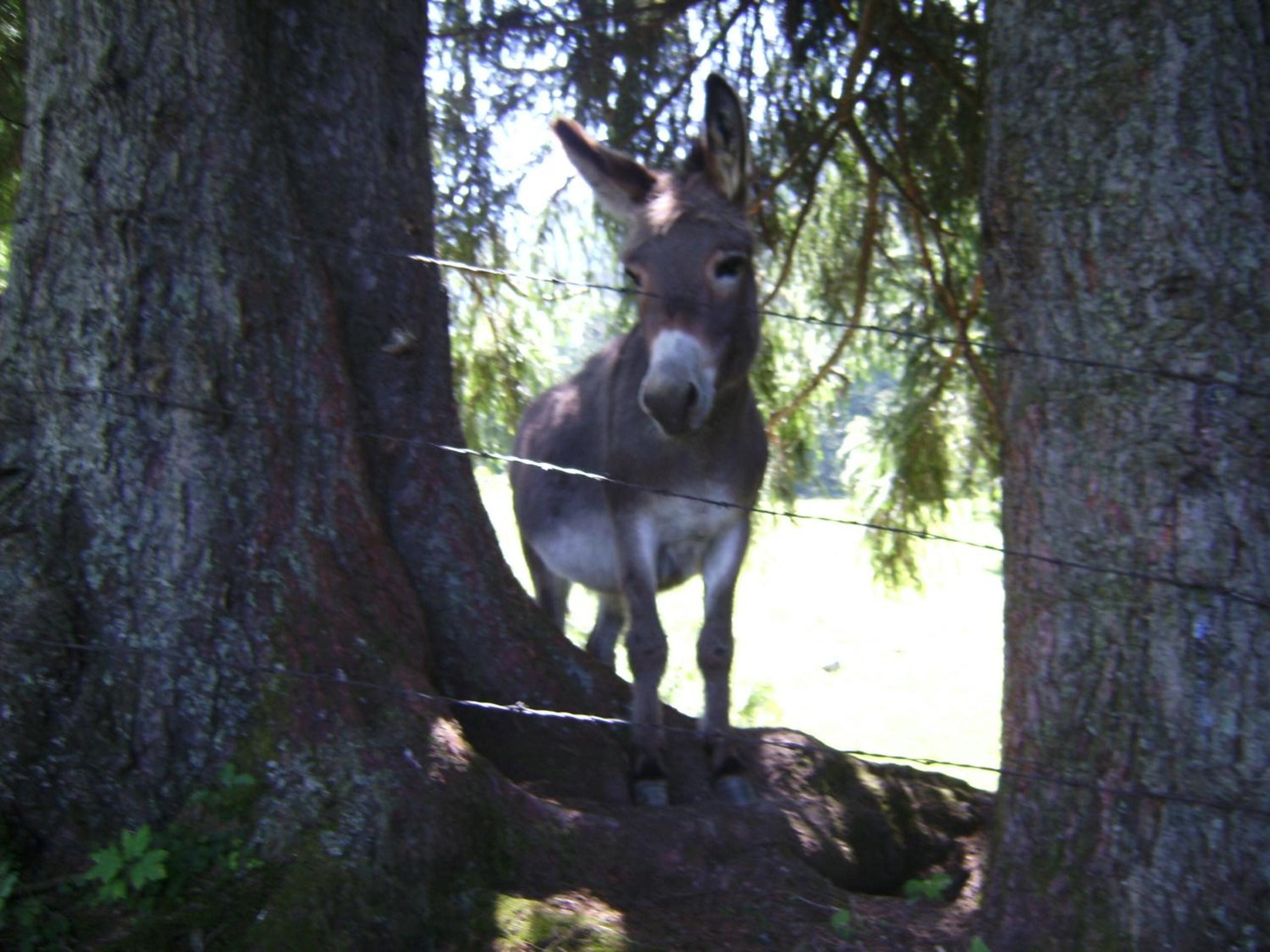 Photo 28