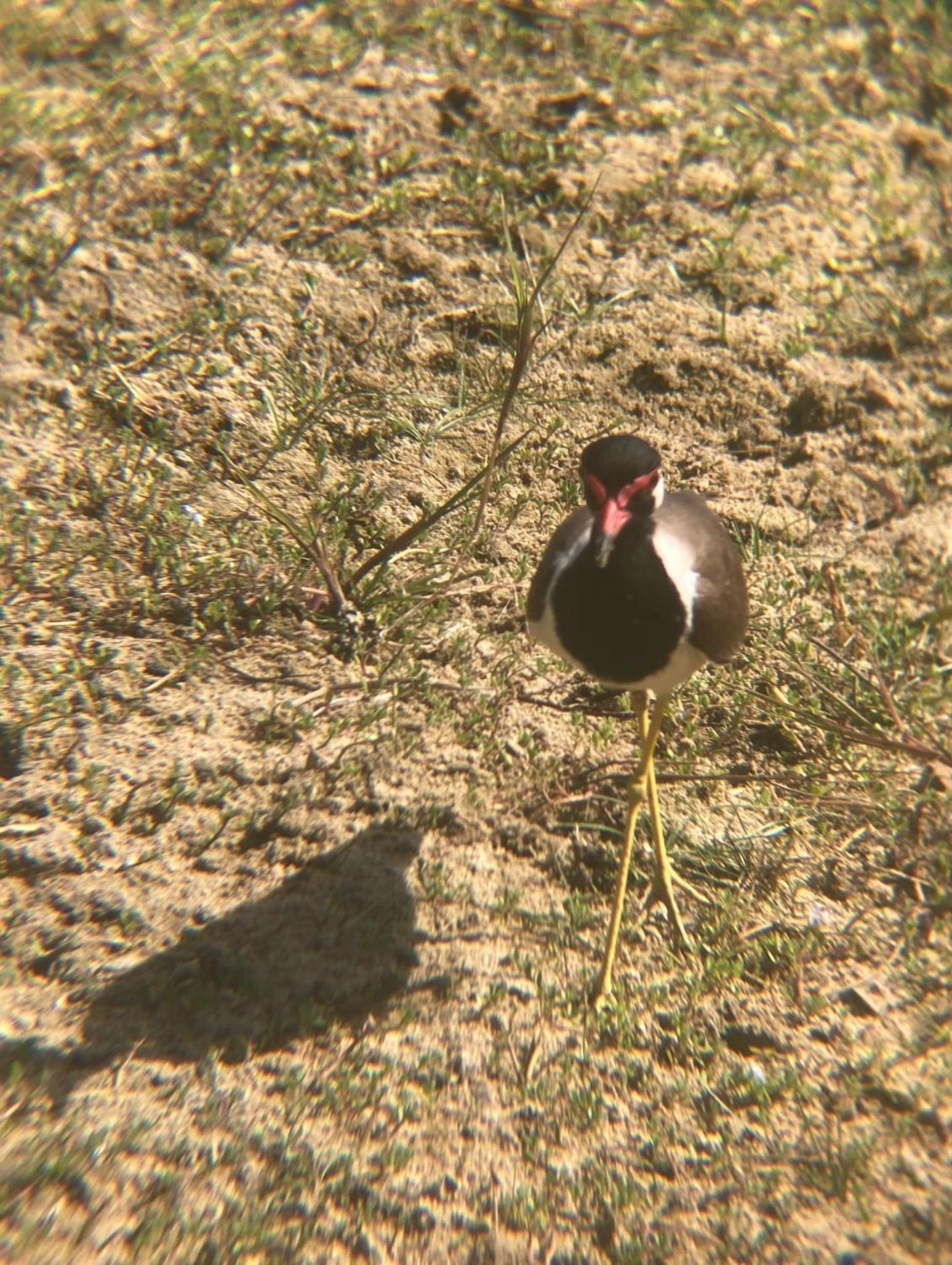 Photo 52