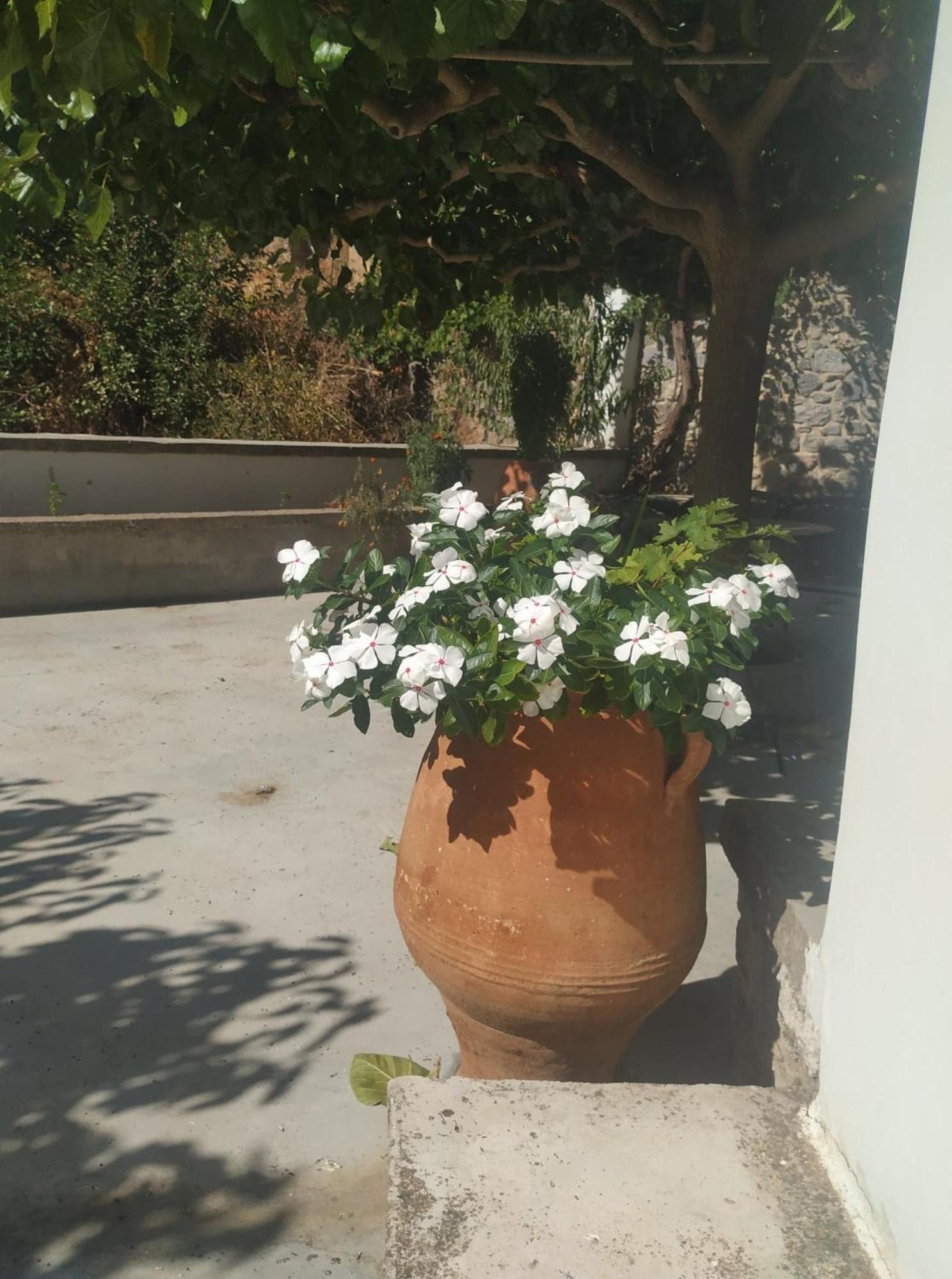 xenios Z rustic rural cottage view 3