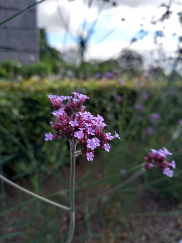 Le jardin des fagnes