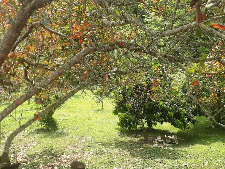 Chácara São Vicente em Pedro de Toledo-SP