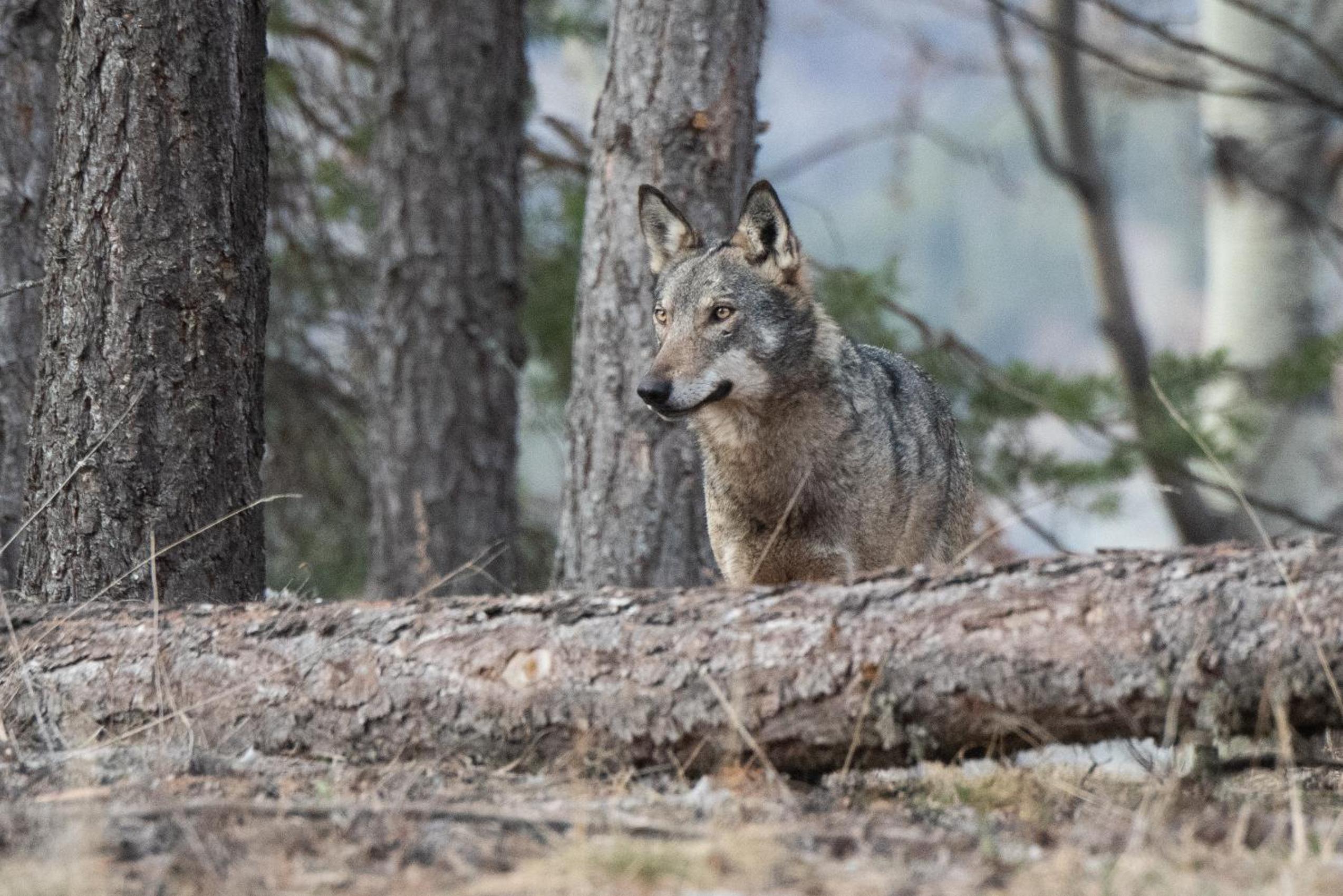 Photo 29
