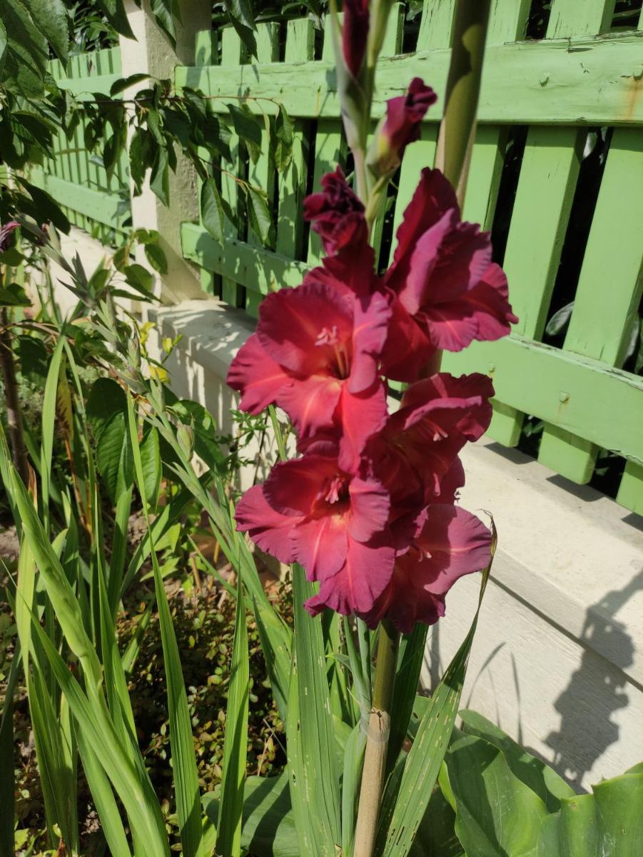 Photo 40