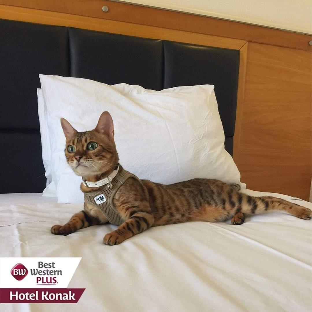 Best Western Plus Hotel Konak - Image 70