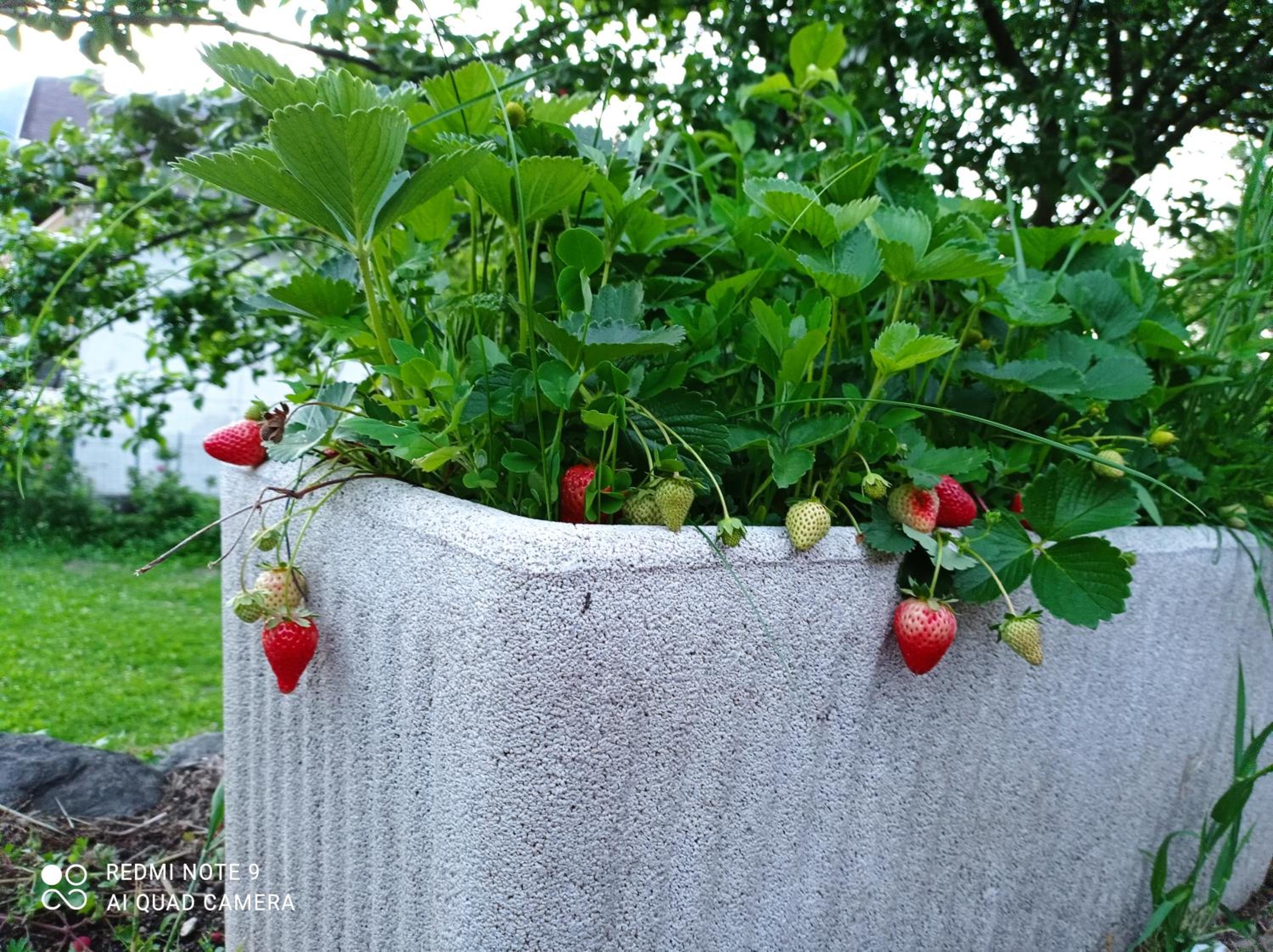 Il Giardino Segreto