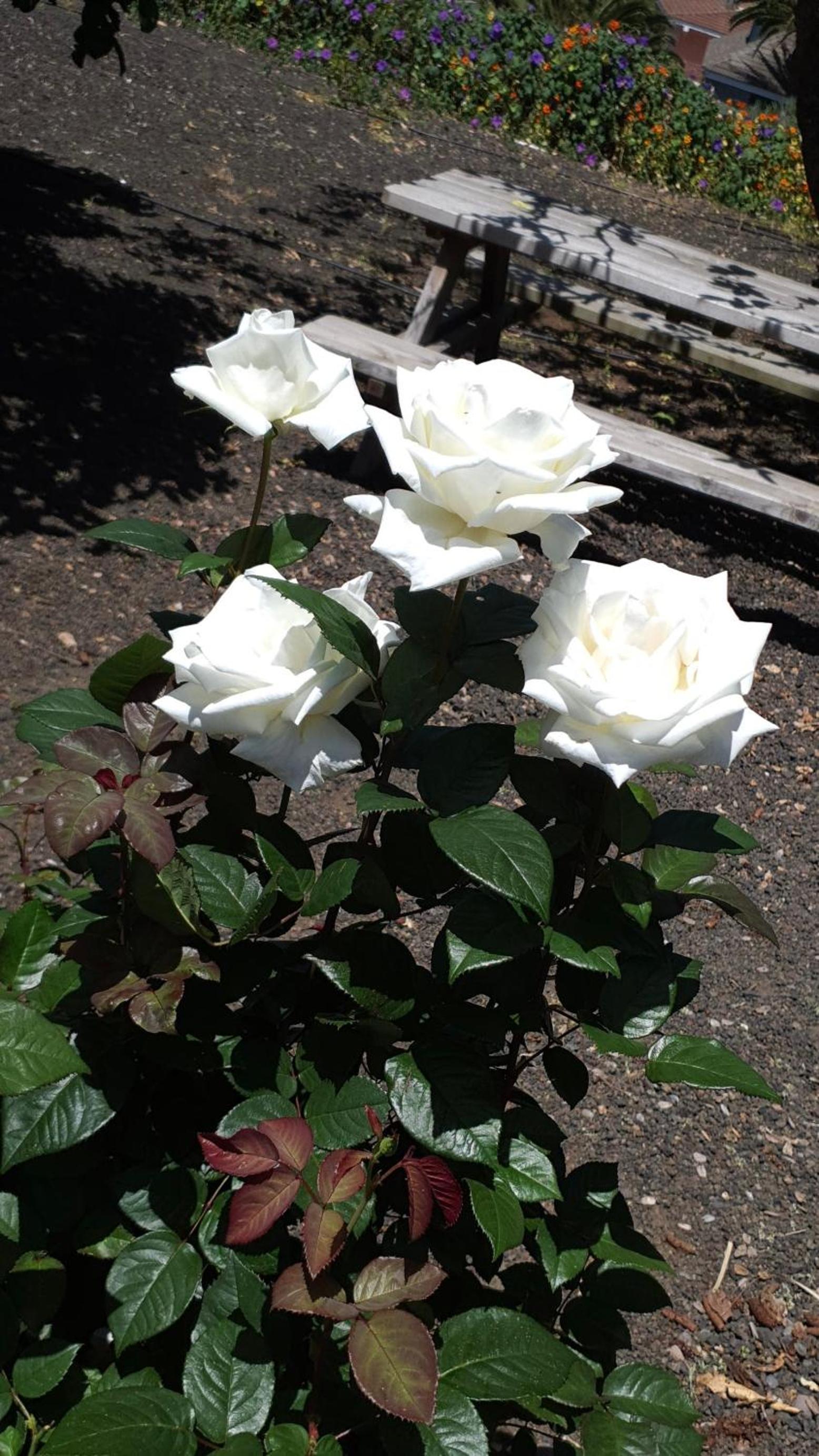 Photo 51