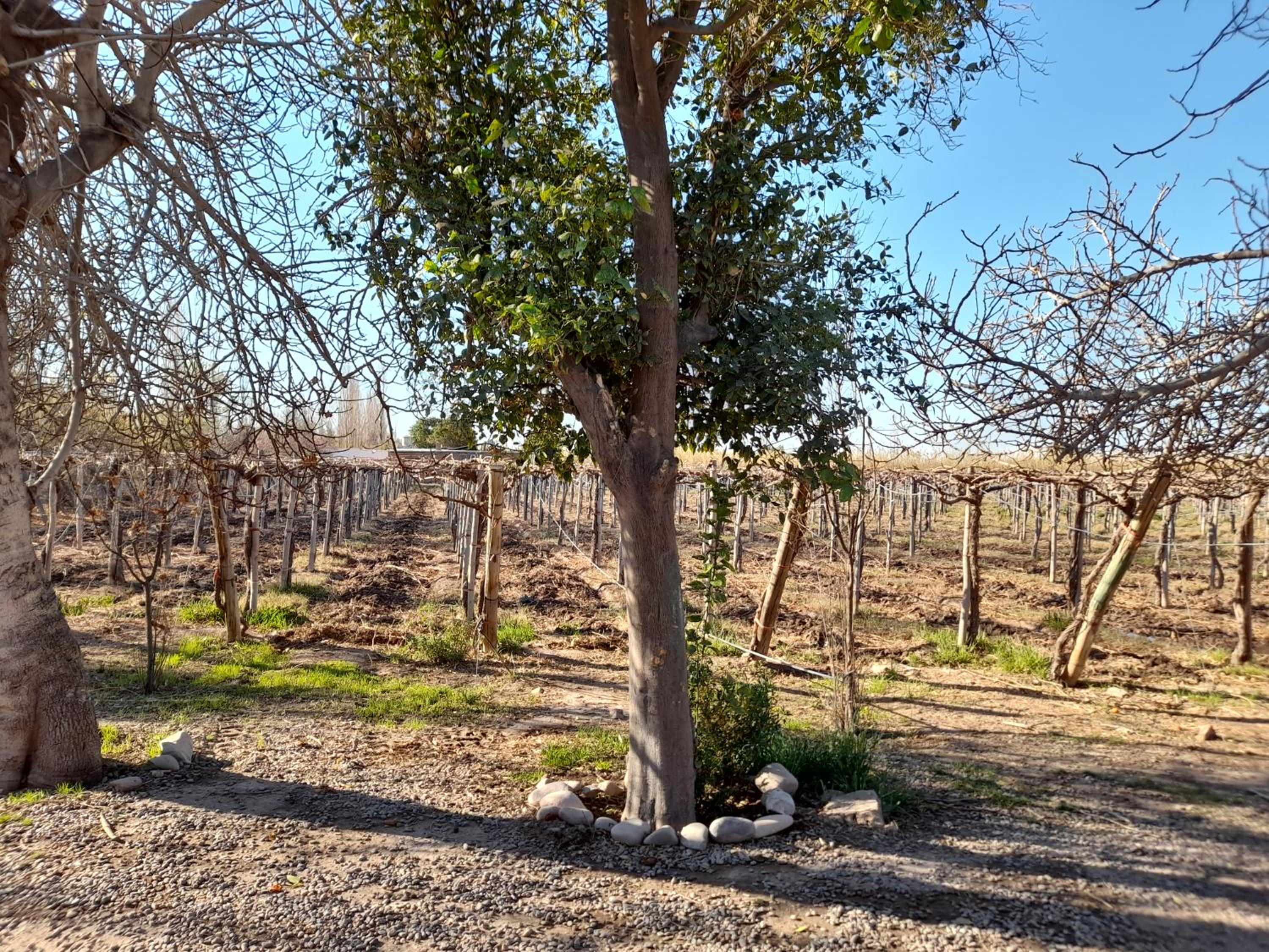 Sol del Este - Image 3