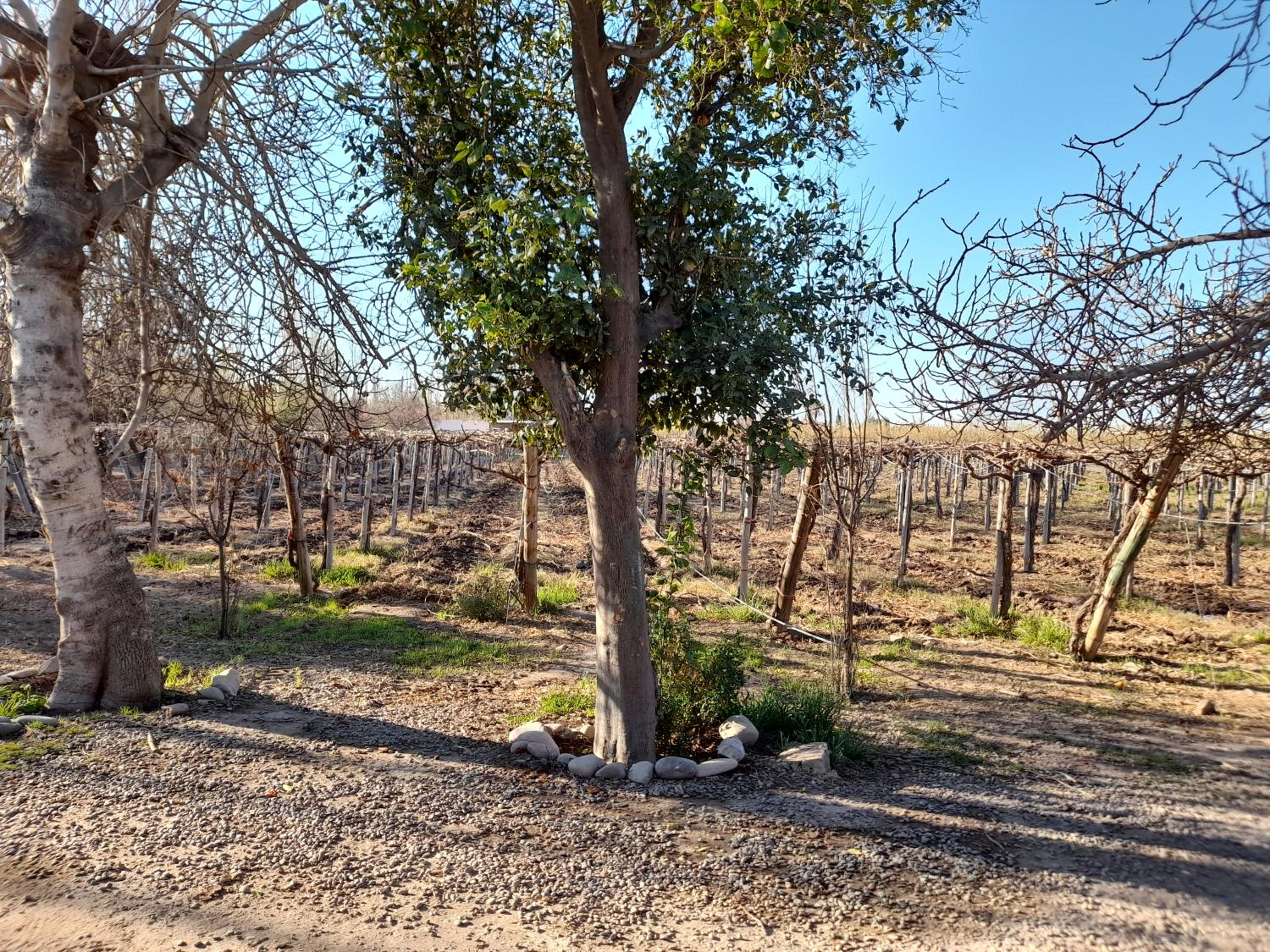 Sol del Este