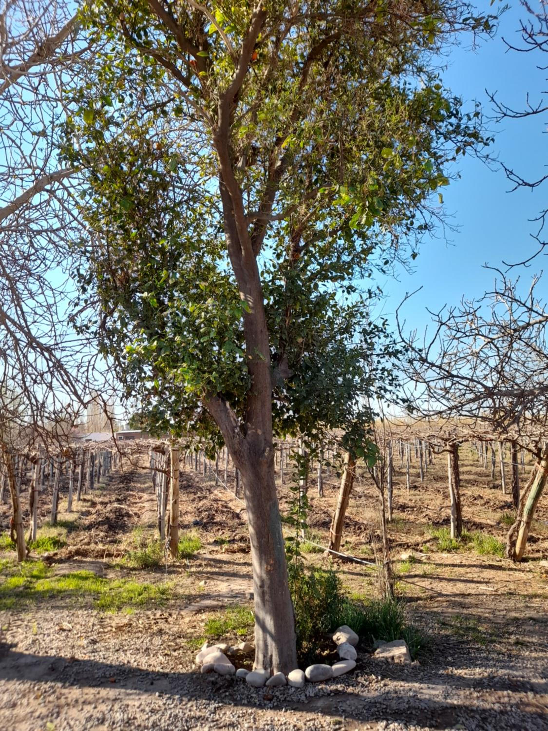 Sol del Este