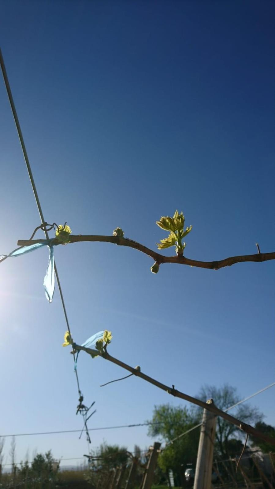 Sol del Este