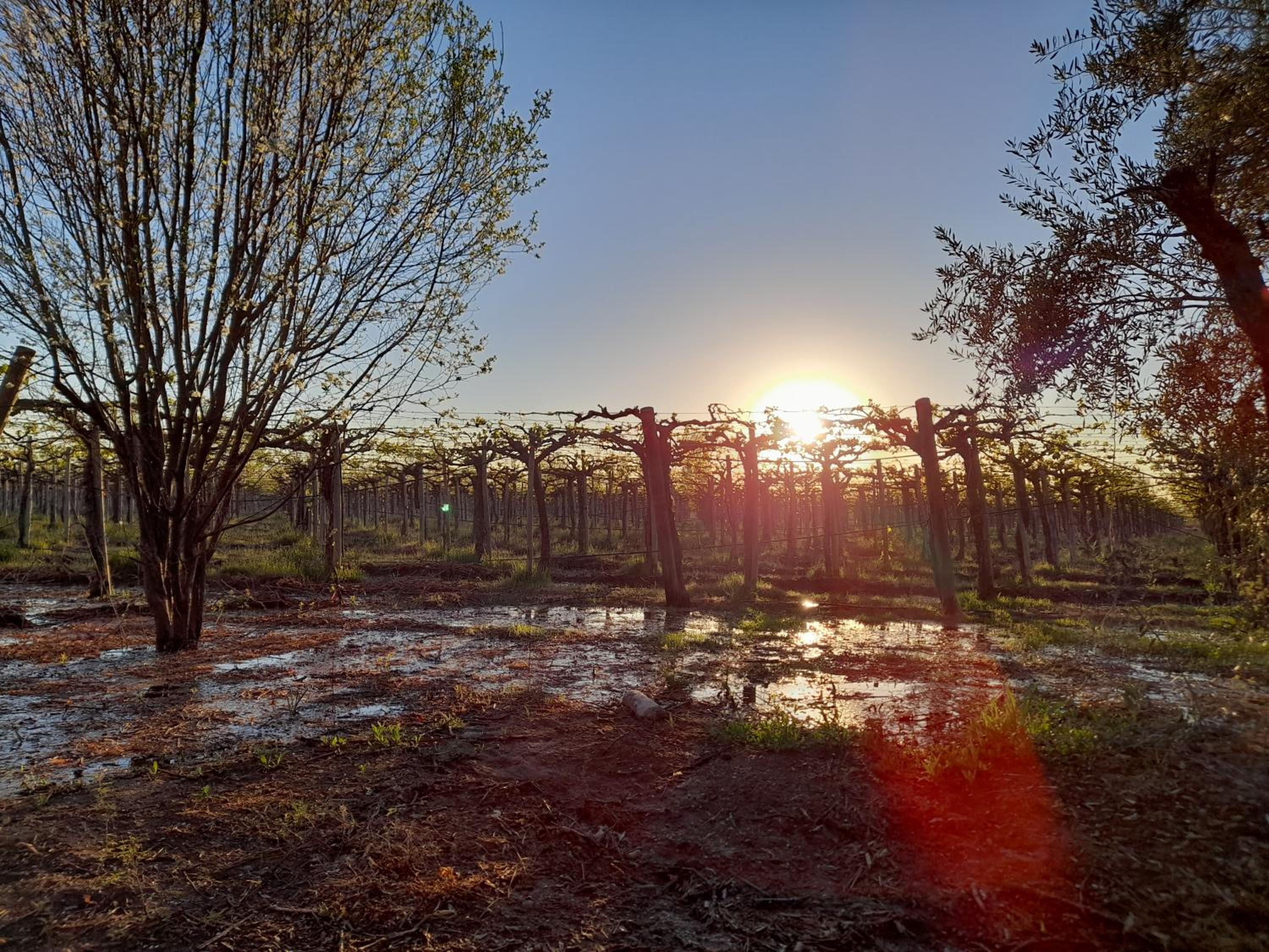 Sol del Este