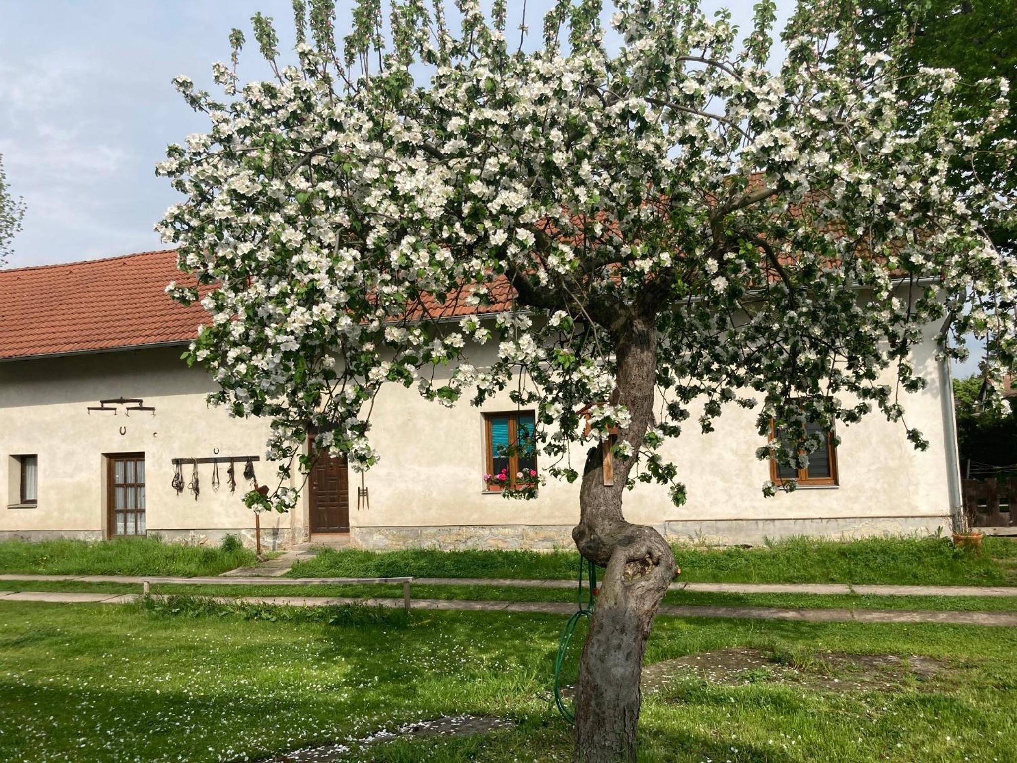 Příjemný apartmán se zahradou