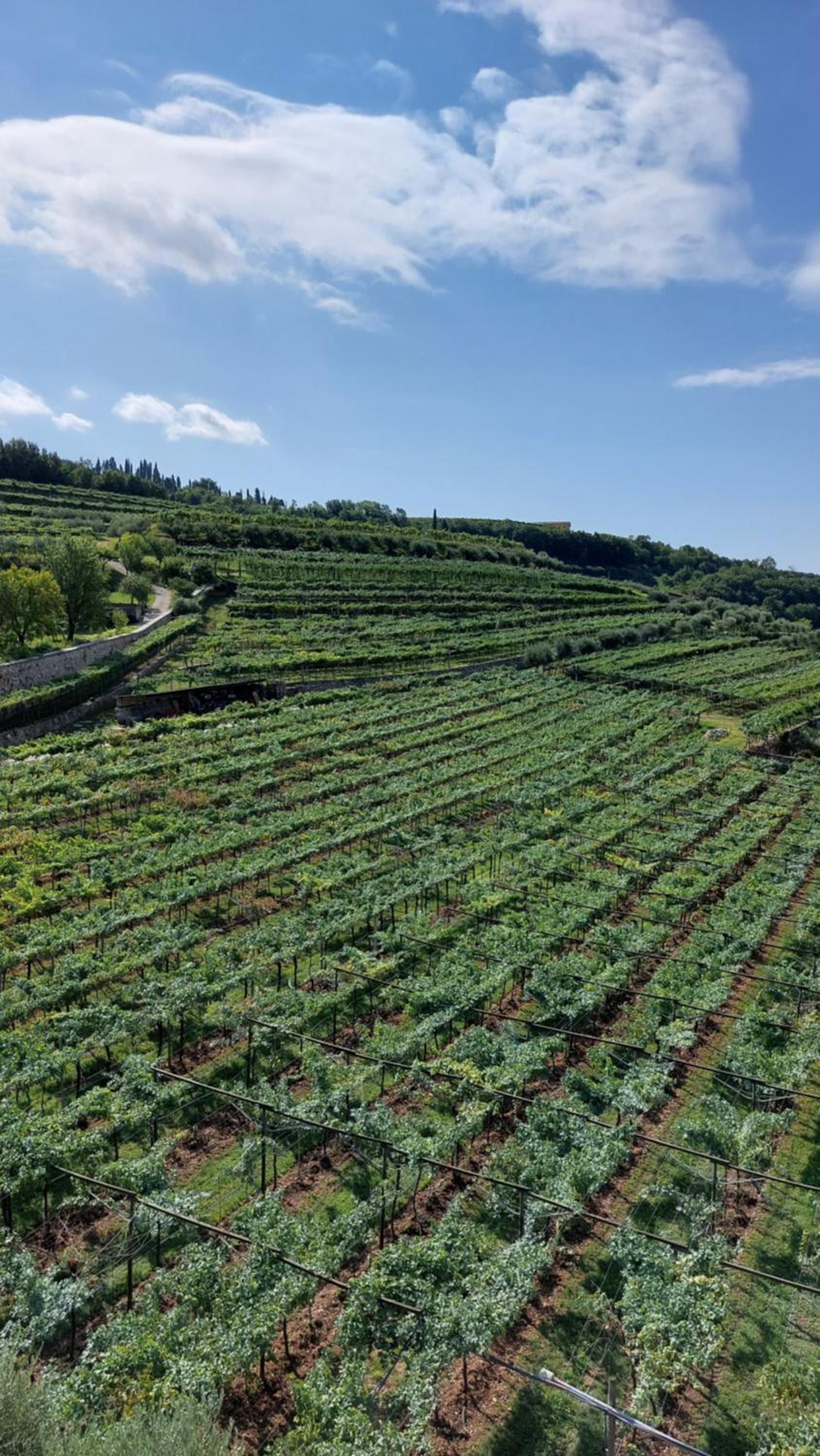 Azienda Agrituristica Corteforte