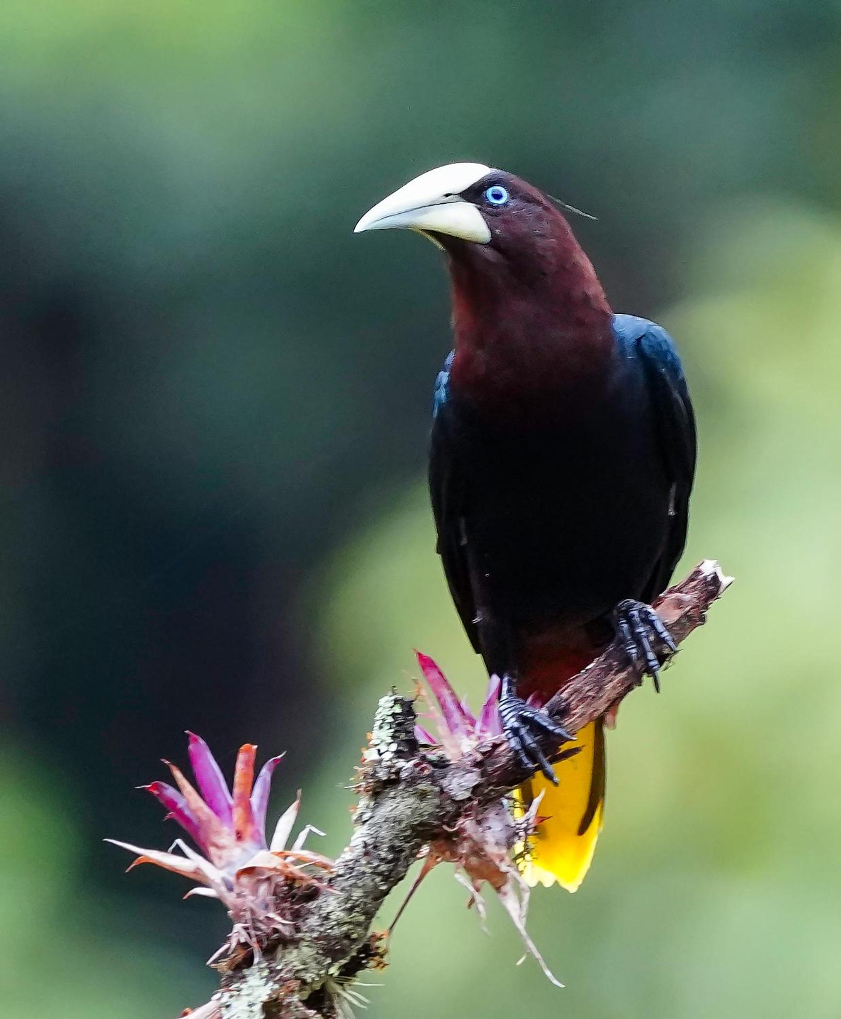 Arte de Plumas birding lodge