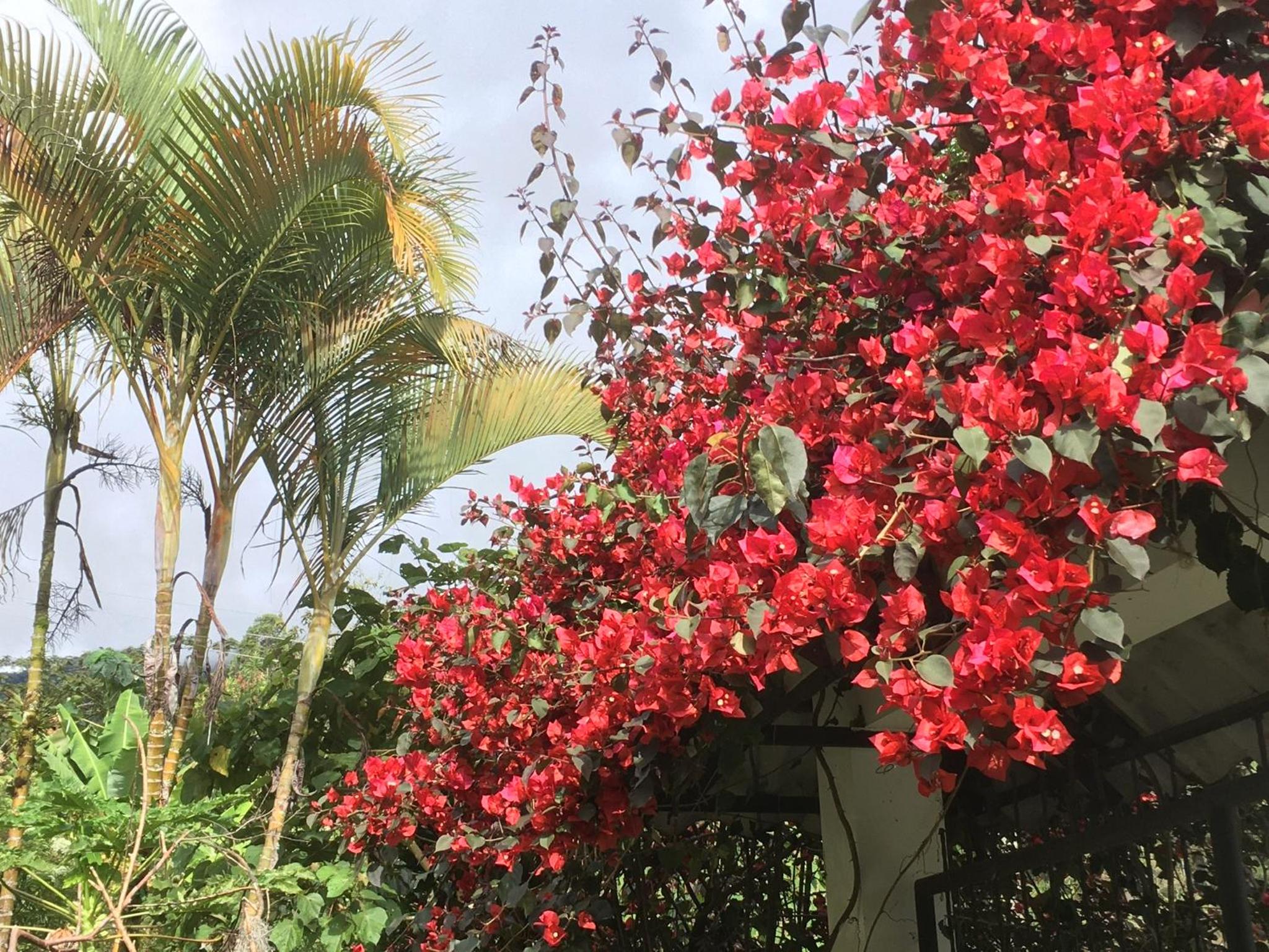 Finca Flora del Rio, Habitacion Las Orquideas