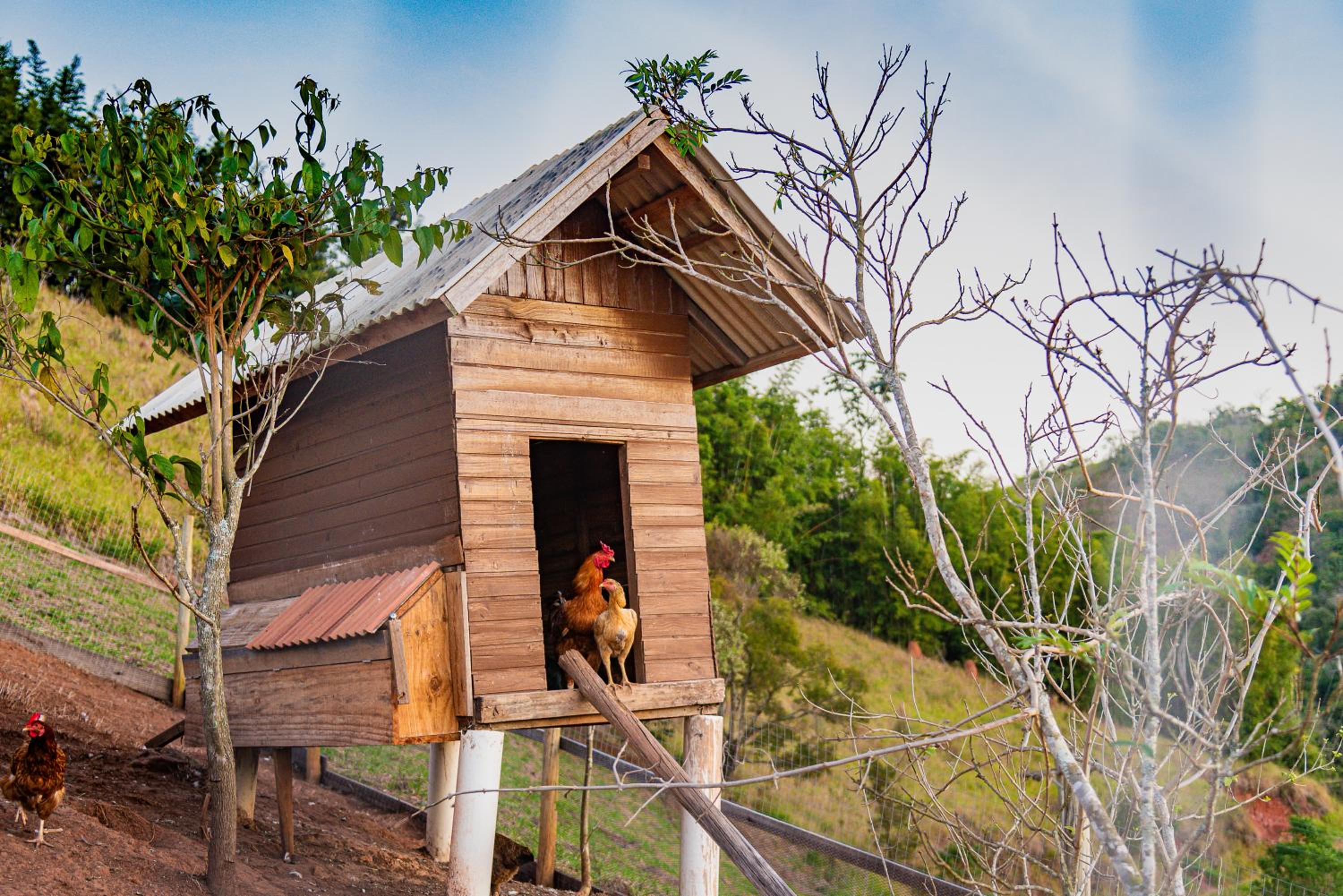 Pousada Capim Limão