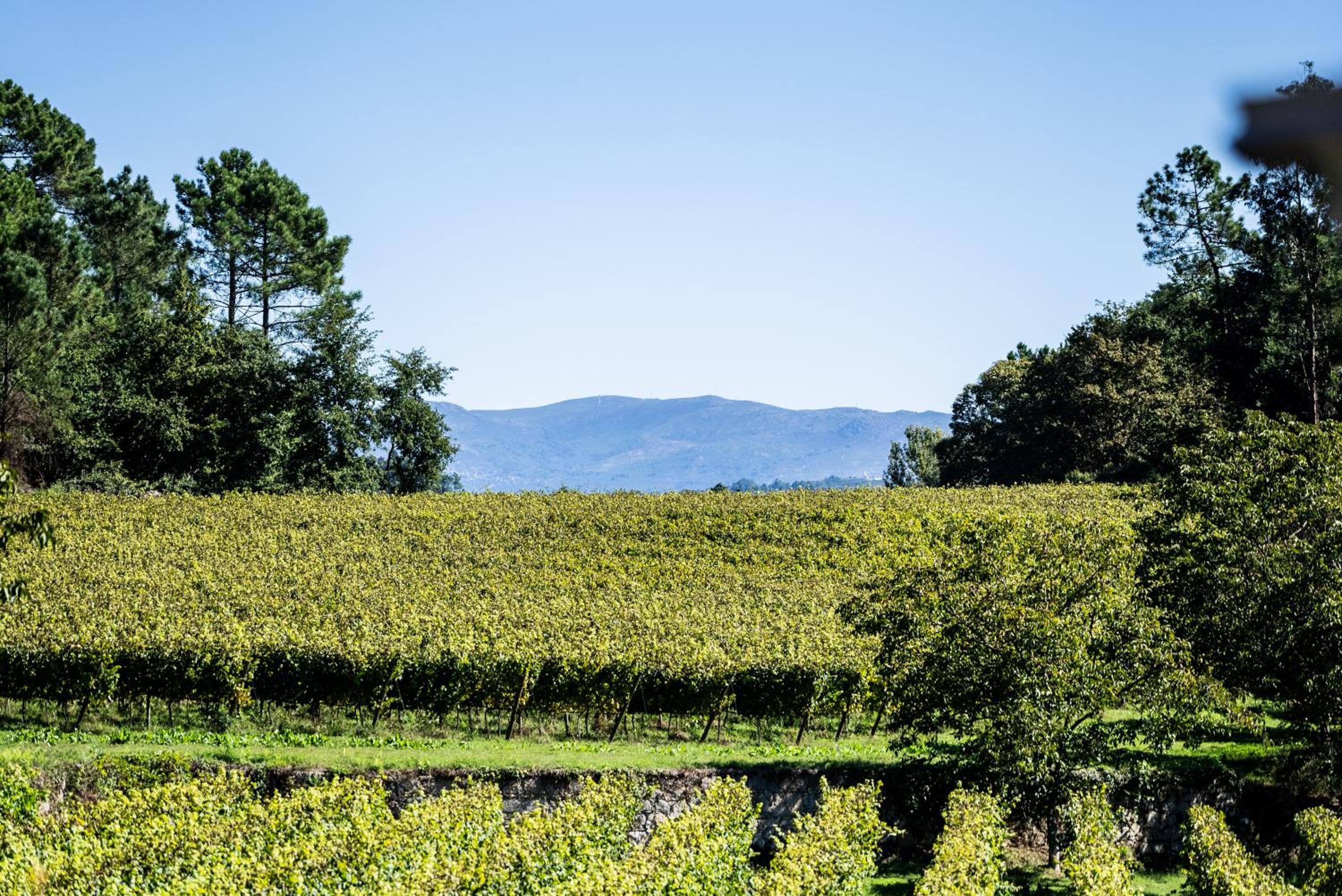 Wine Tourism - Quinta do Ameal