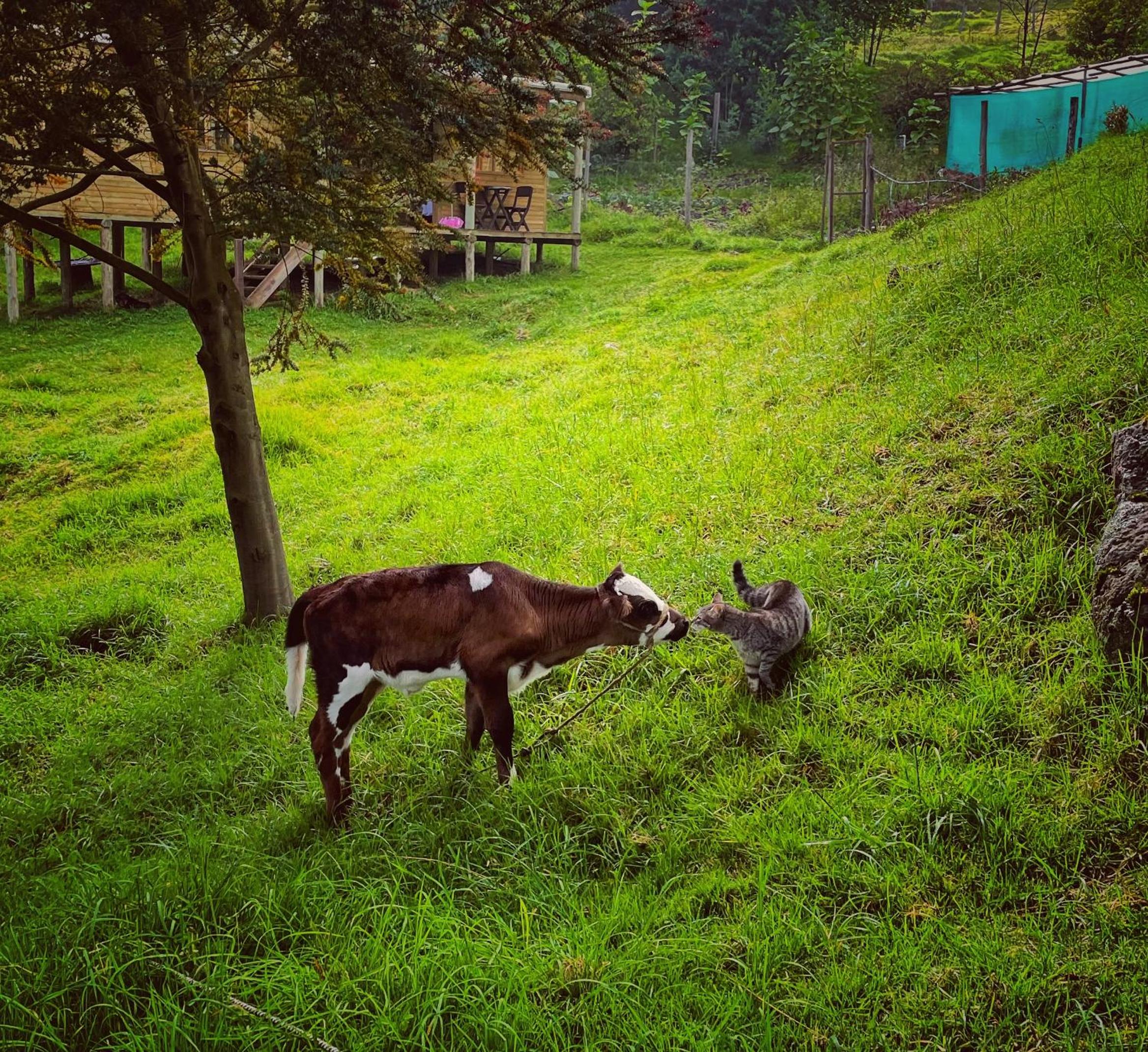 Finca Agrreste