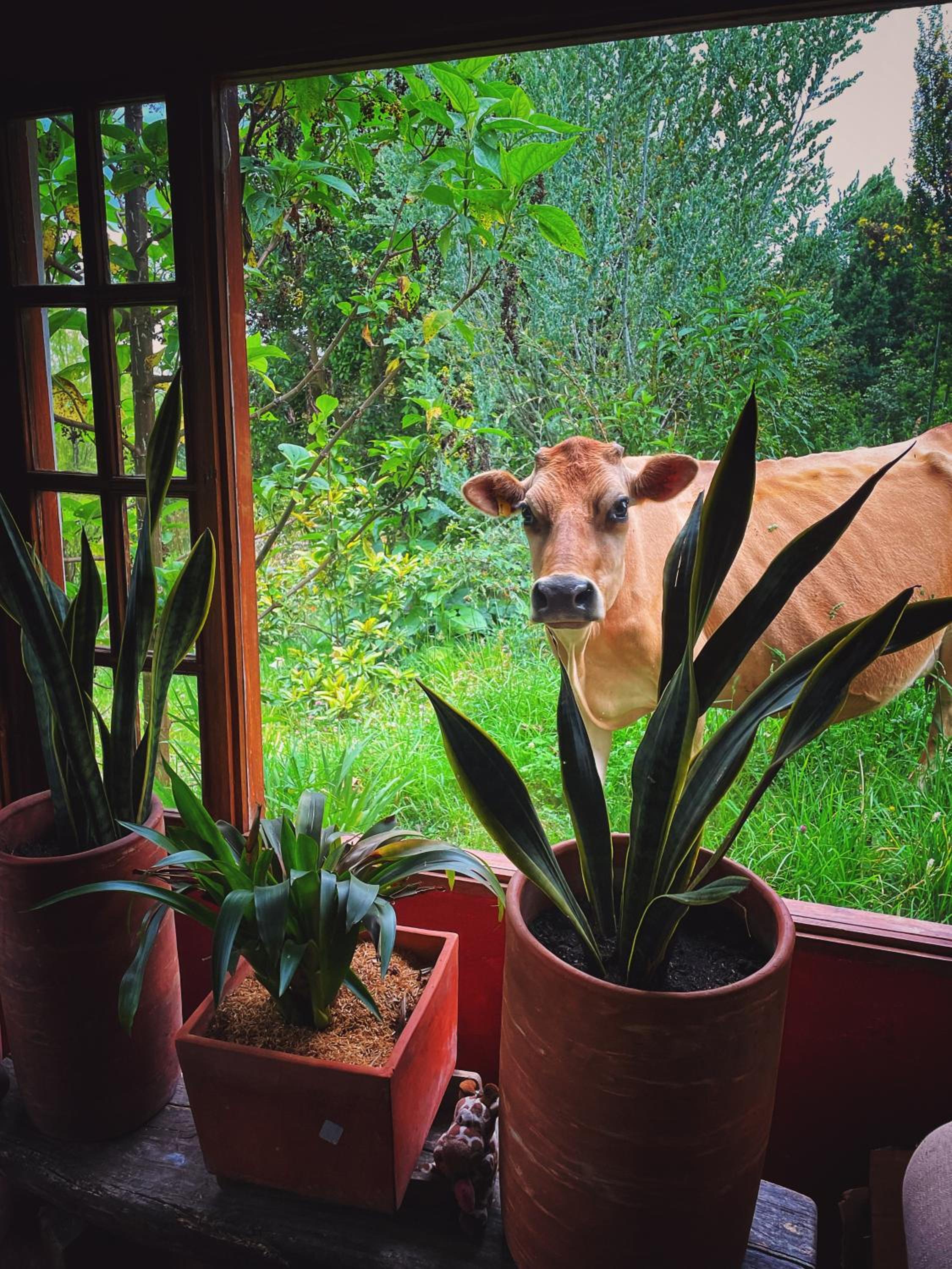 Finca Agrreste