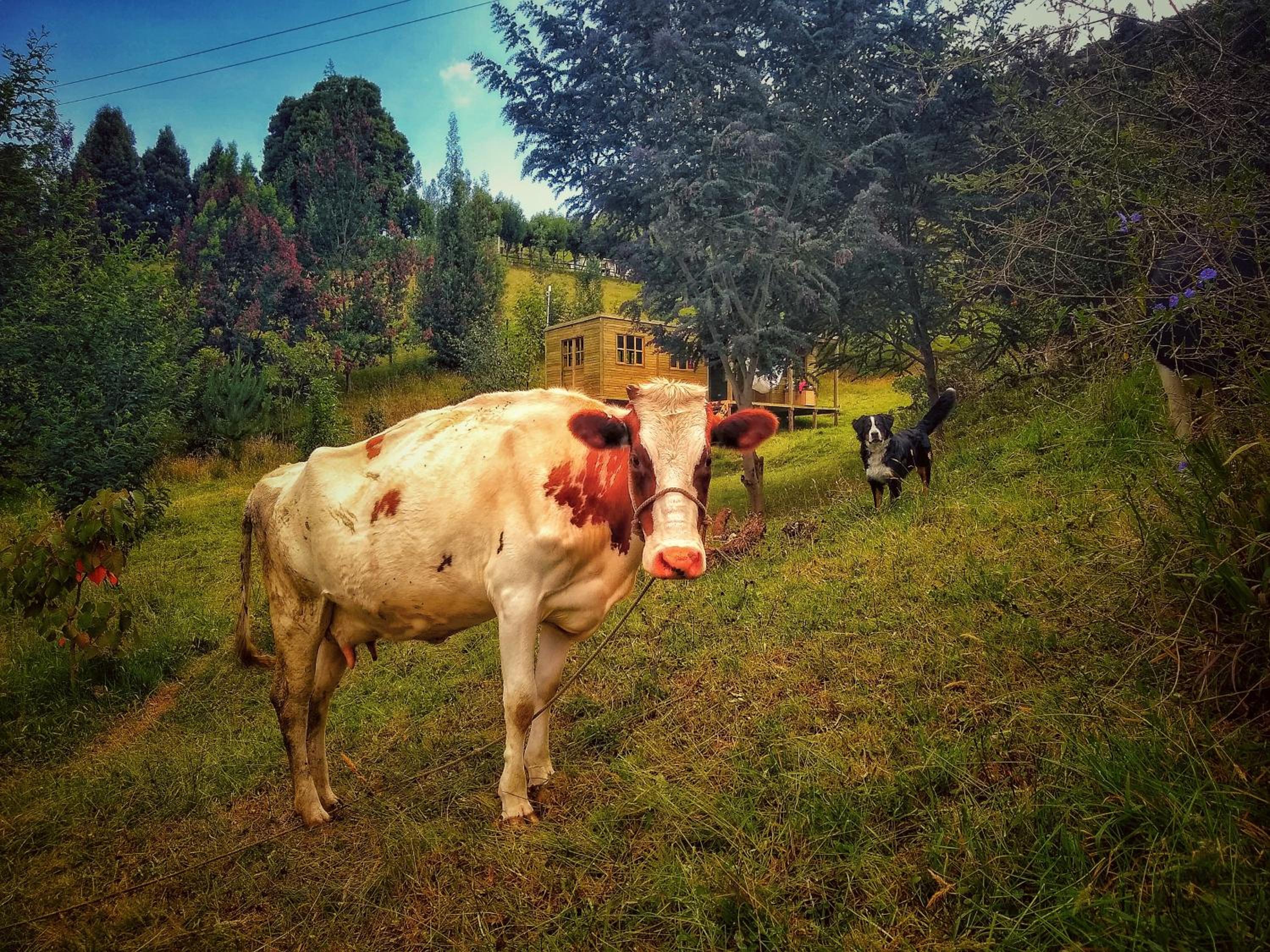 Finca Agrreste