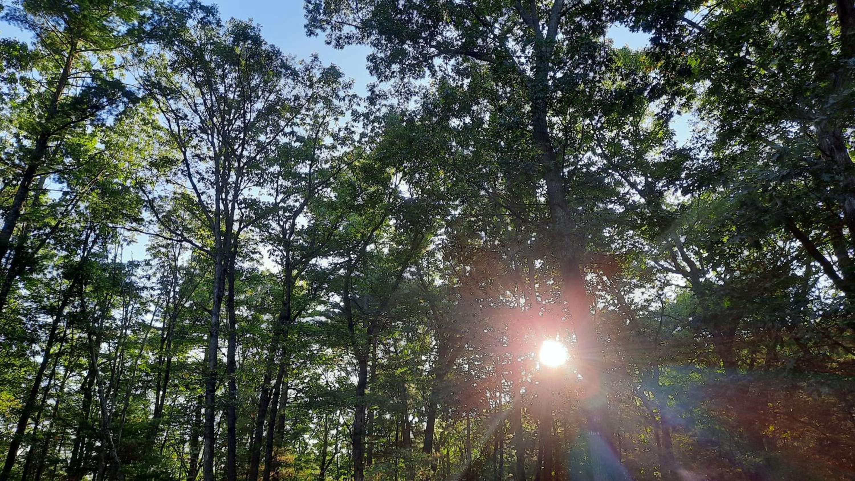Remote Cabin WV Retreat-Escape from the Norm view 4