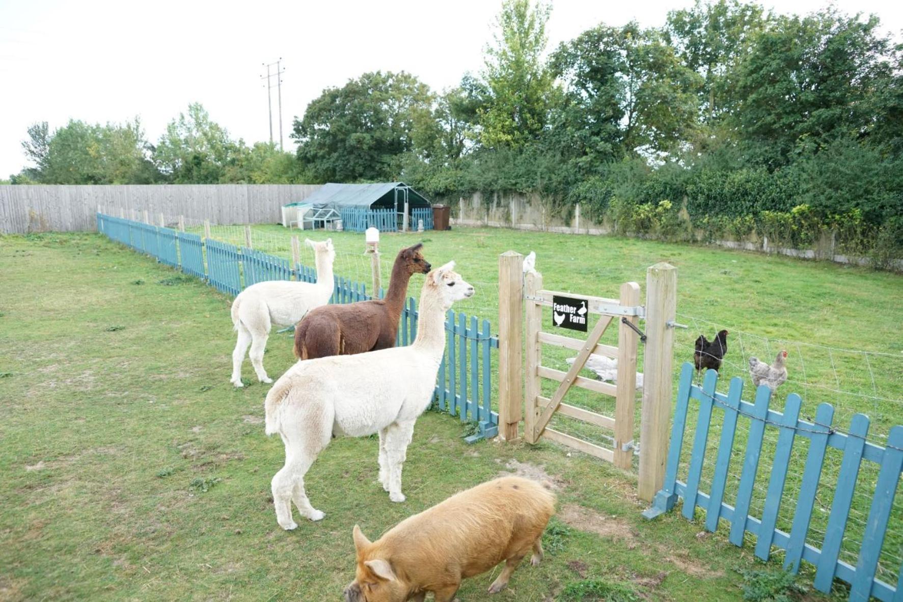 Alpaca Lodge