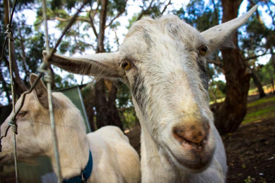 Freshwater Creek Cottages & Farm Stay