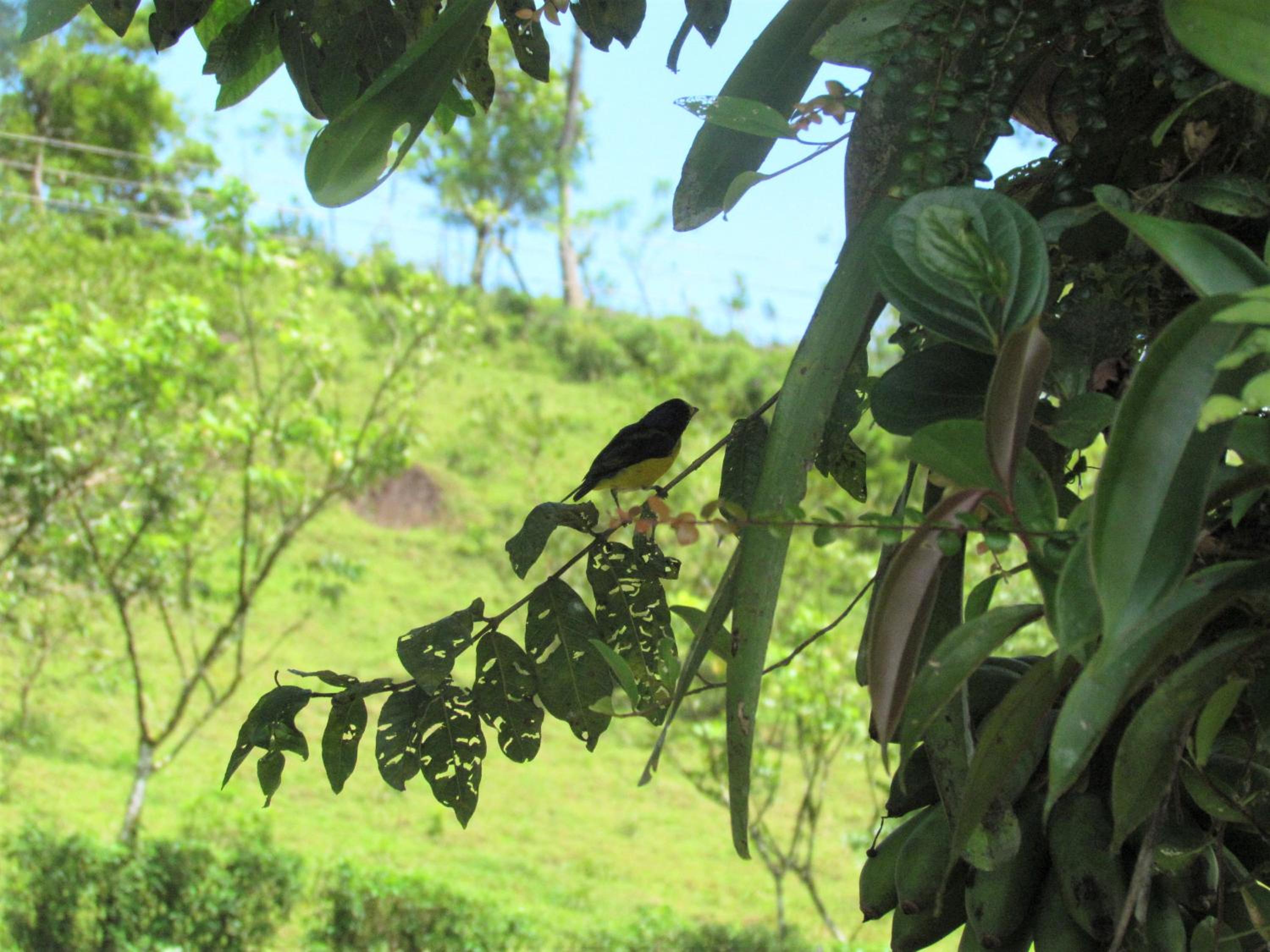 Posada Río Celeste La Amistad