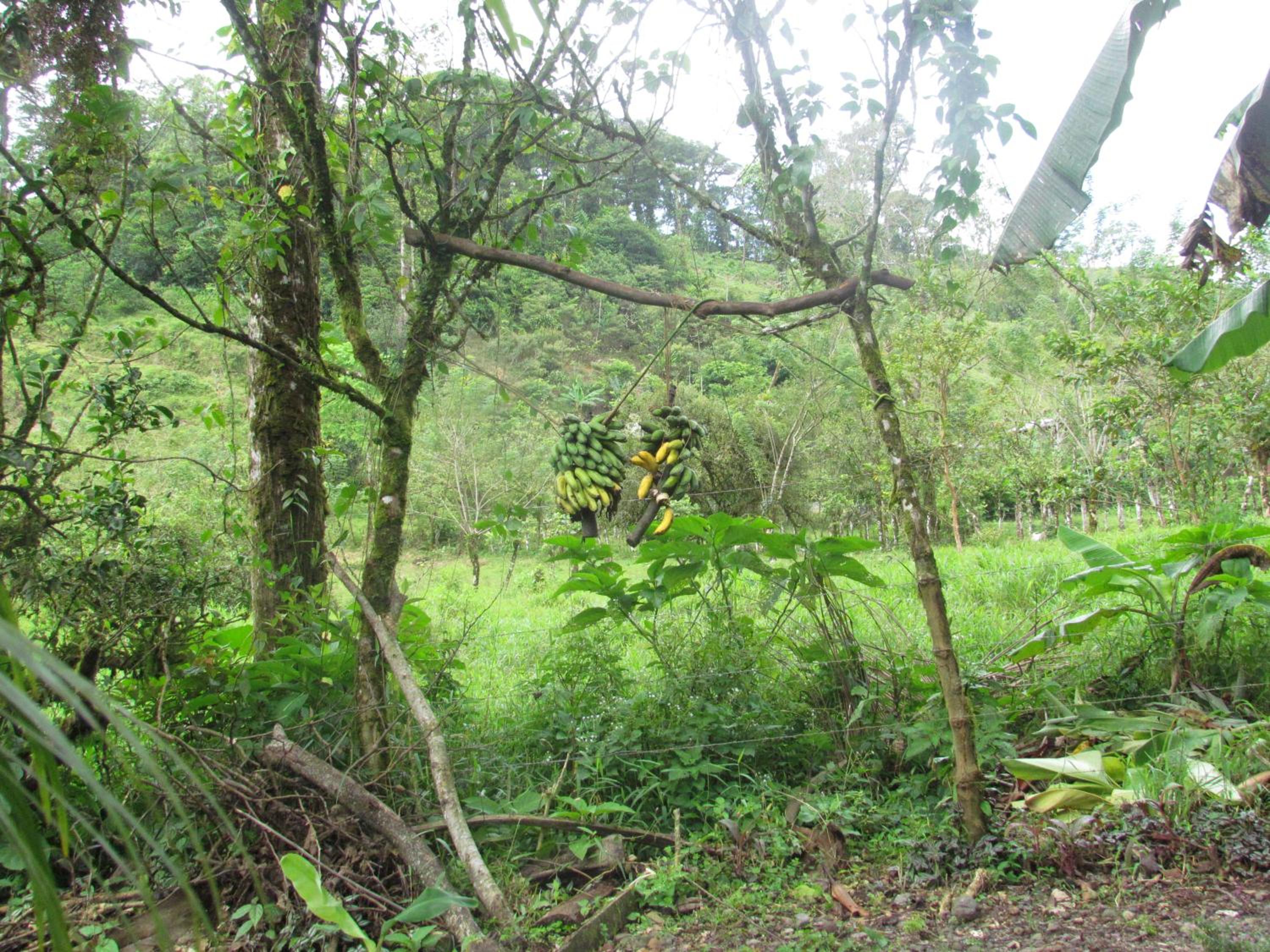 Posada Río Celeste La Amistad