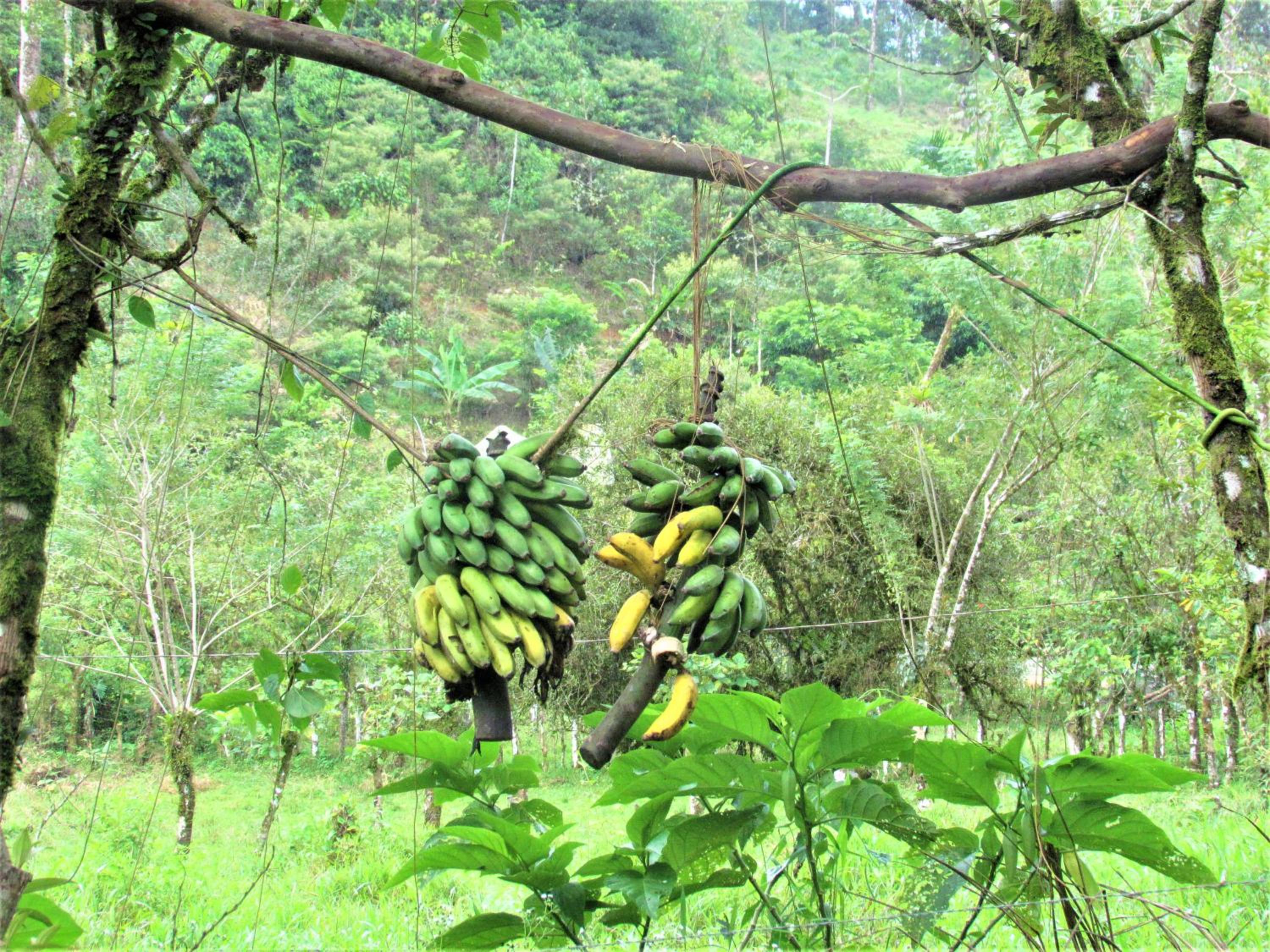 Posada Río Celeste La Amistad