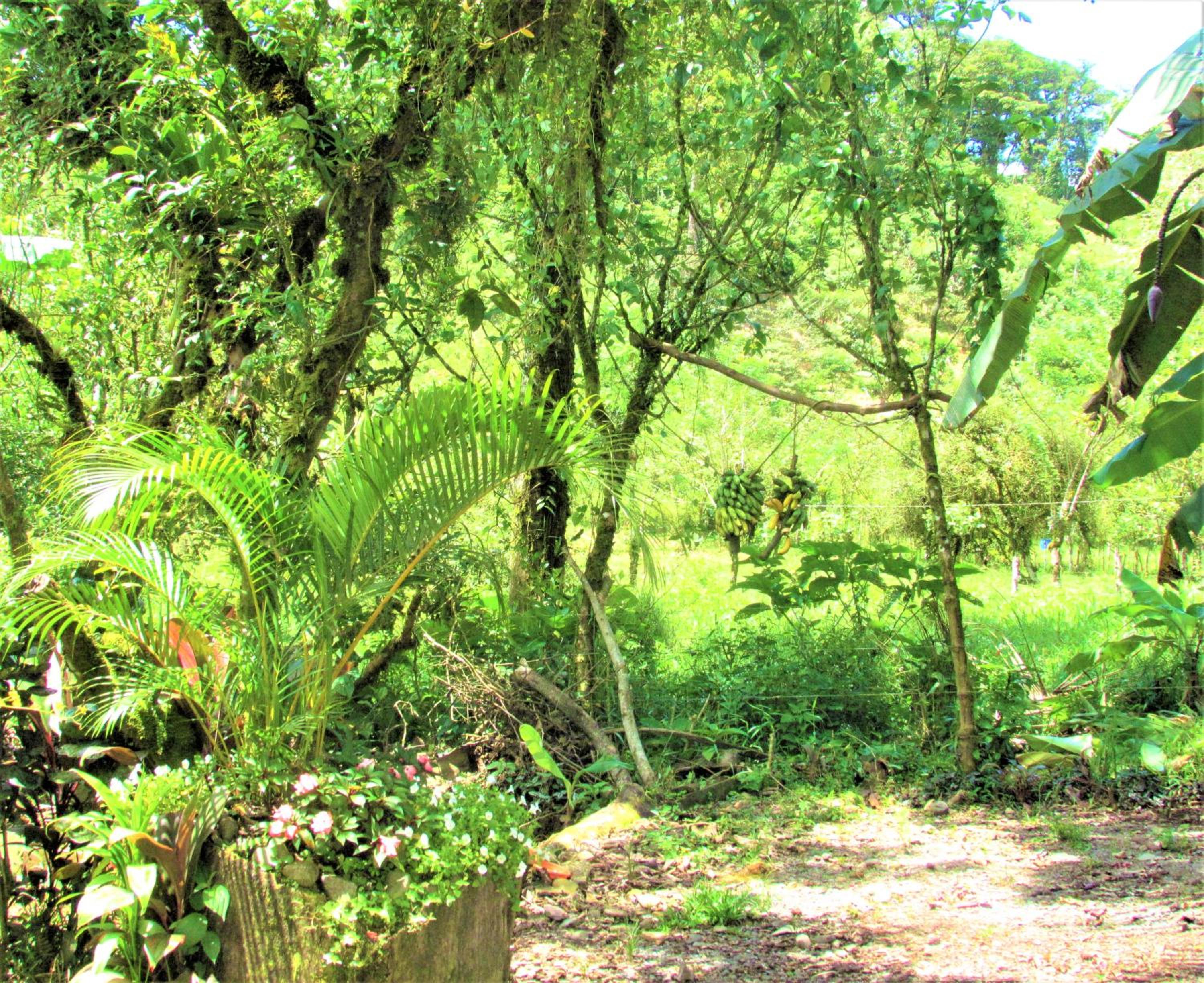 Posada Río Celeste La Amistad