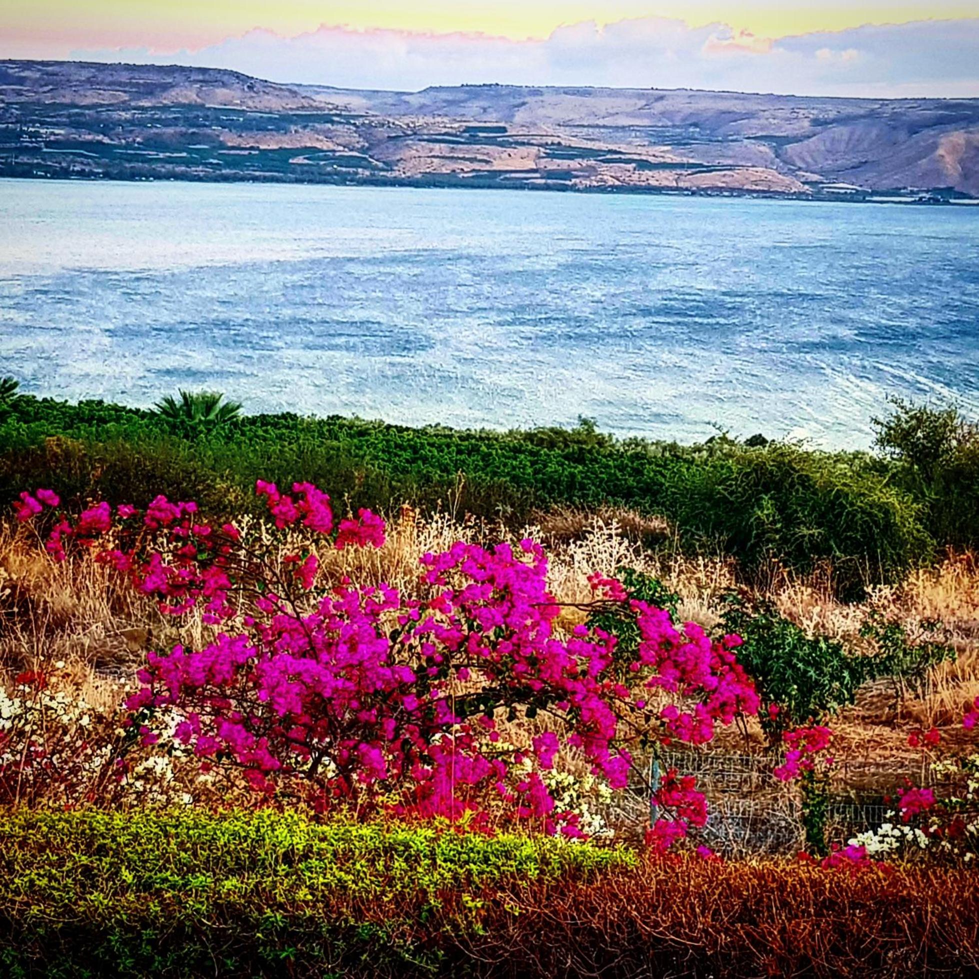 Branca Gonçalves Belmonte view 2