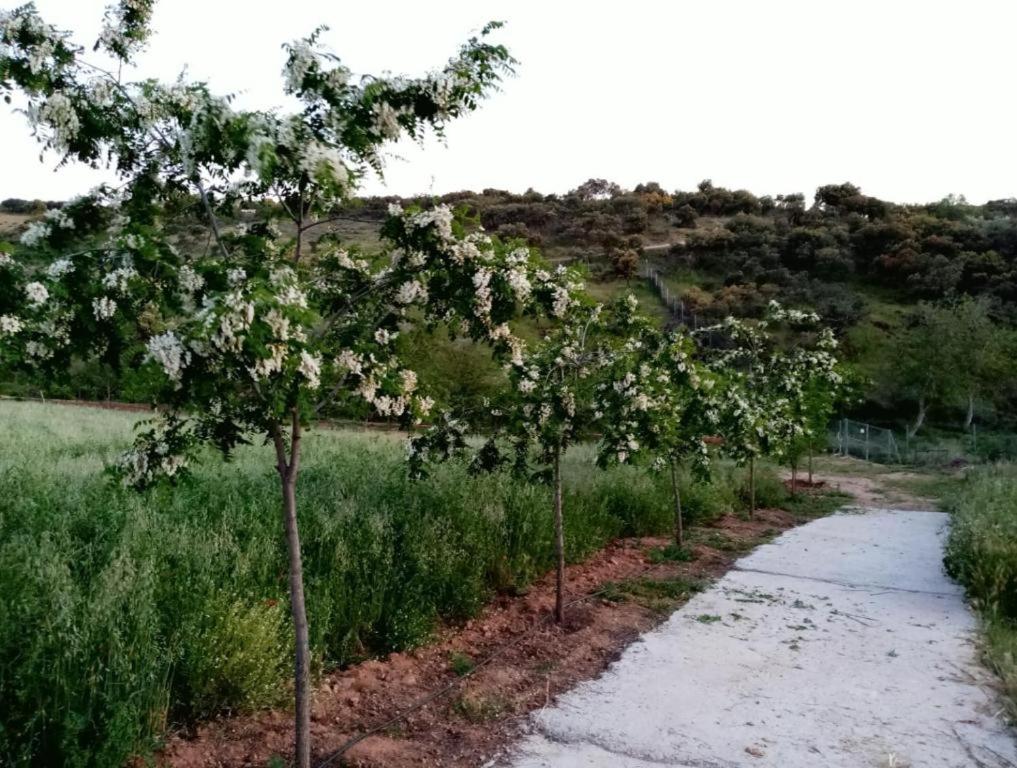 Photo 43