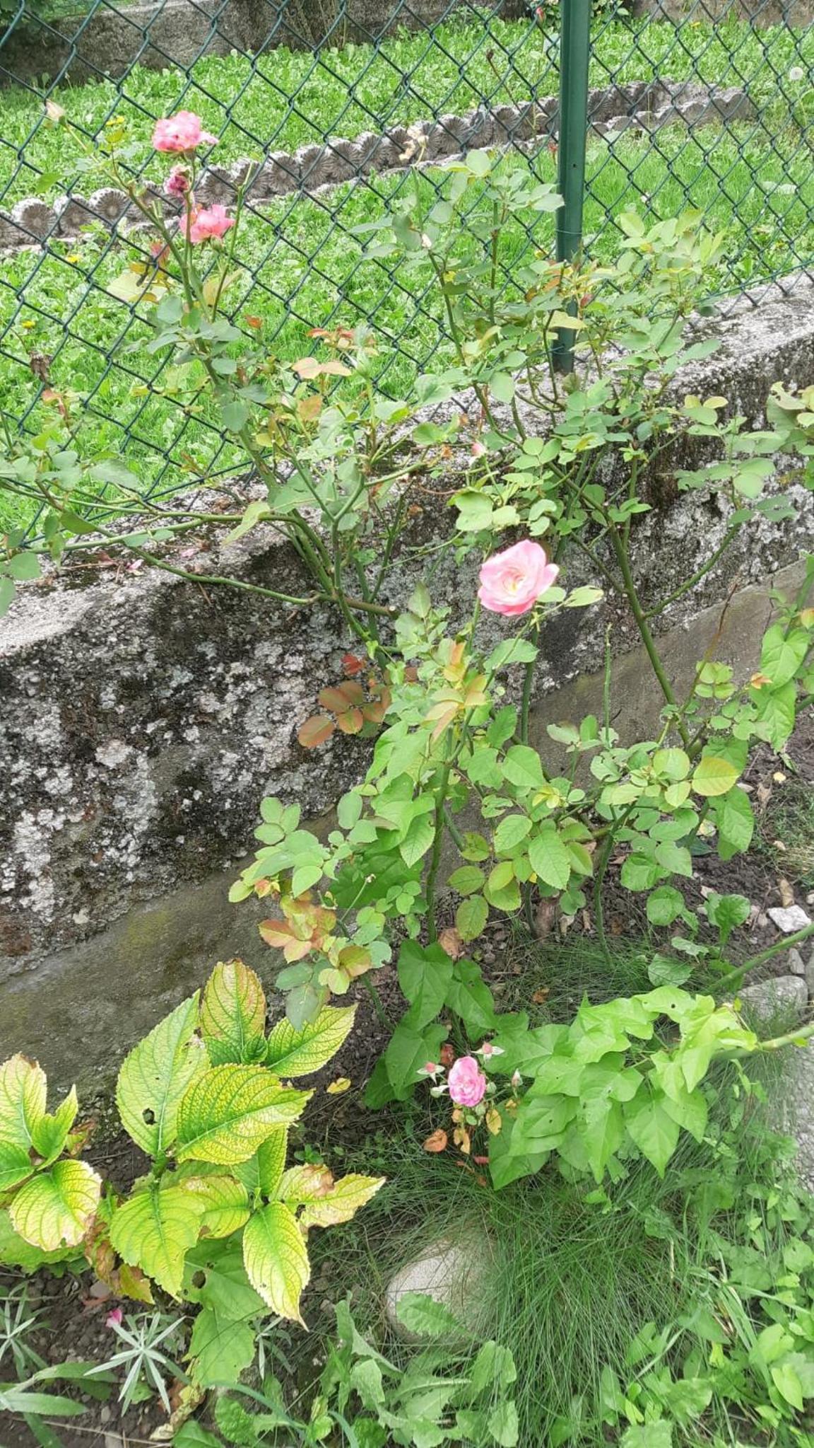 Photo 37