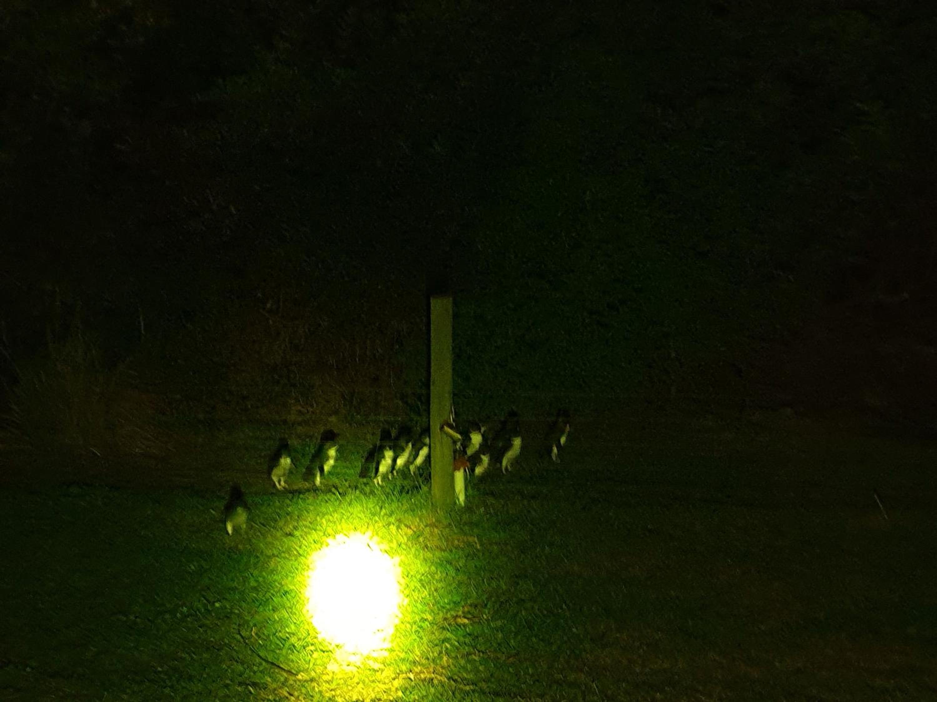 Diamond Island Resort, Restaurant & Bar and Penguin Show
