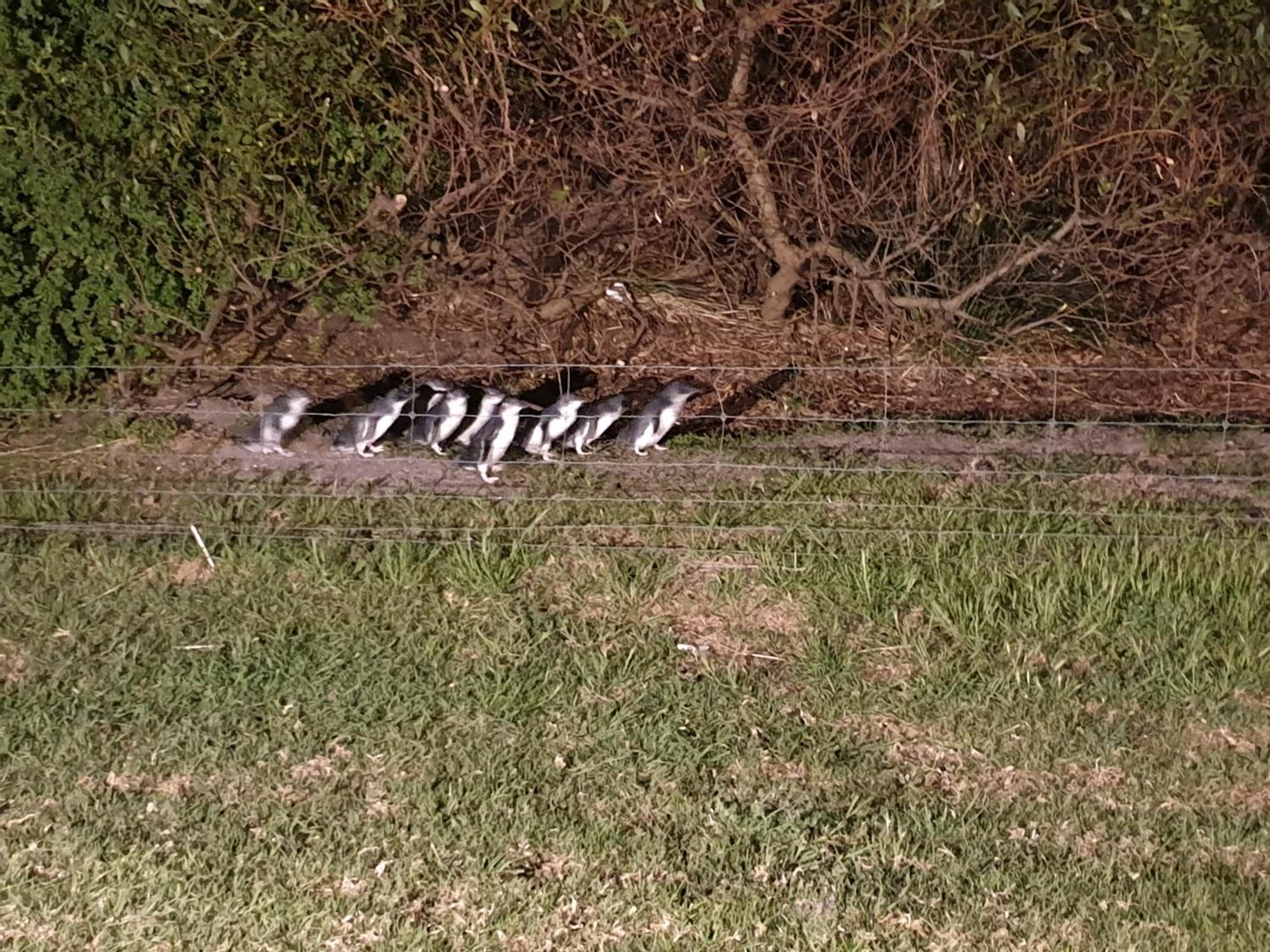 Diamond Island Resort, Restaurant & Bar and Penguin Show