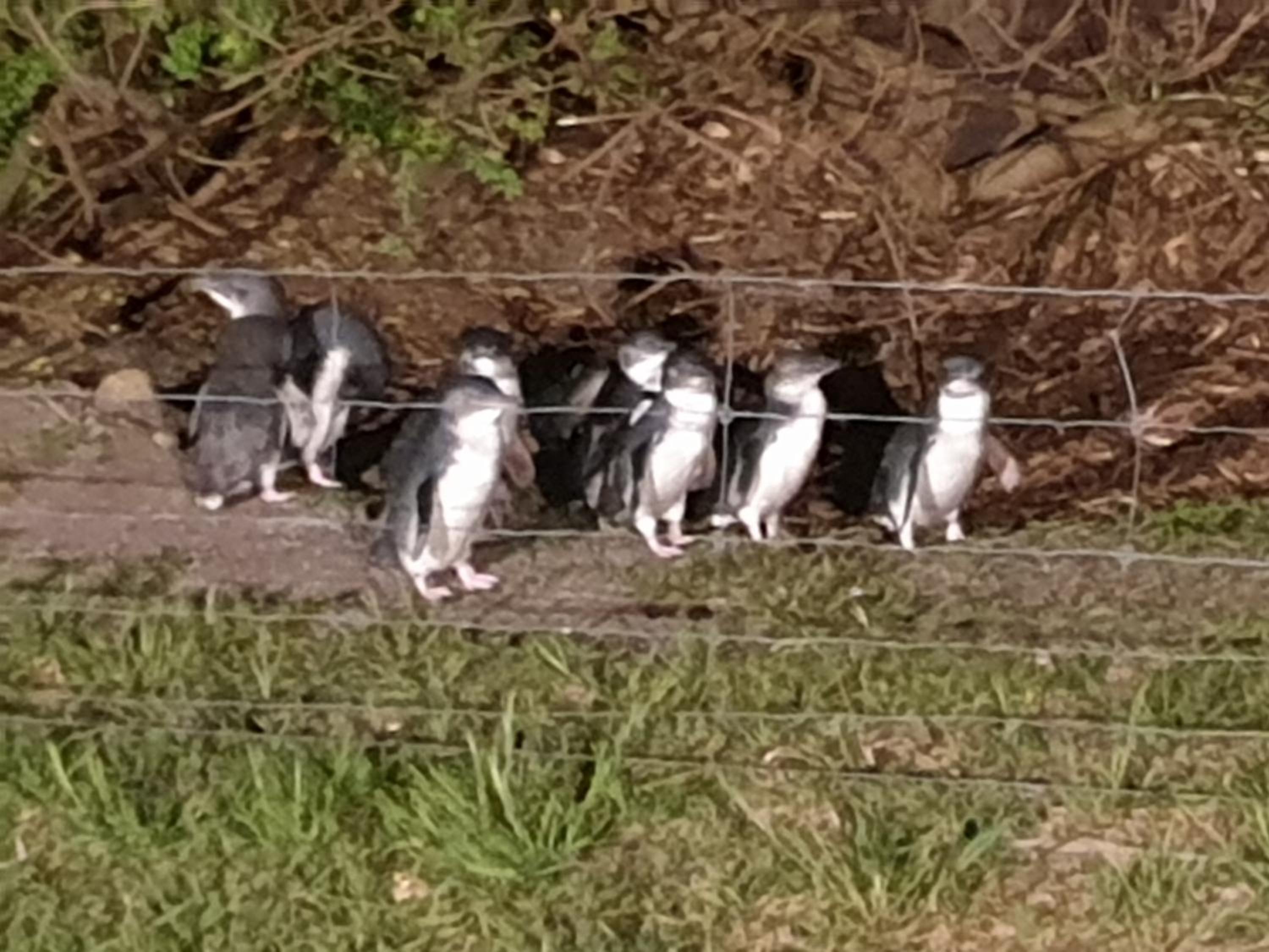 Diamond Island Resort, Restaurant & Bar and Penguin Show