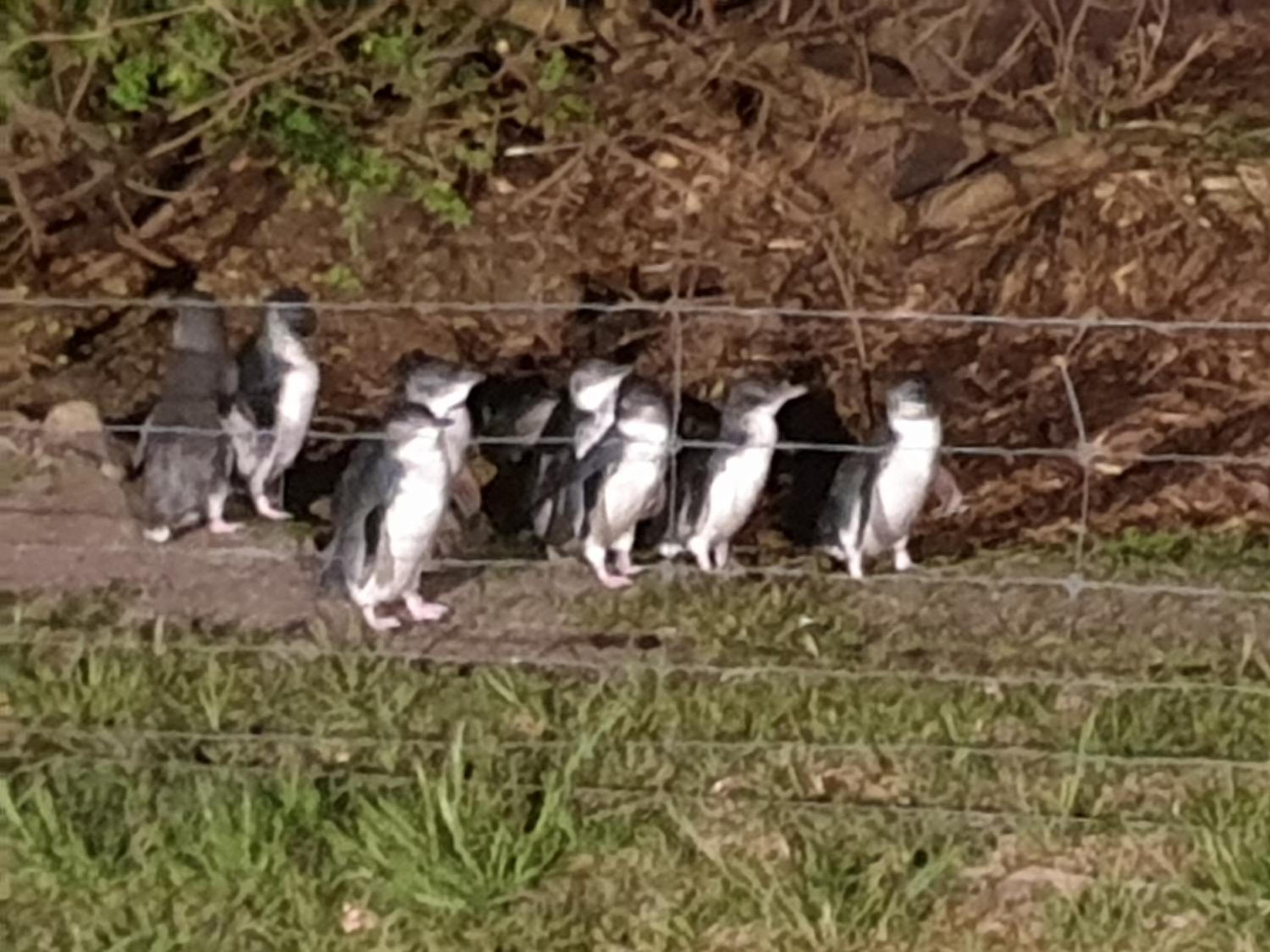 Diamond Island Resort, Restaurant & Bar and Penguin Show
