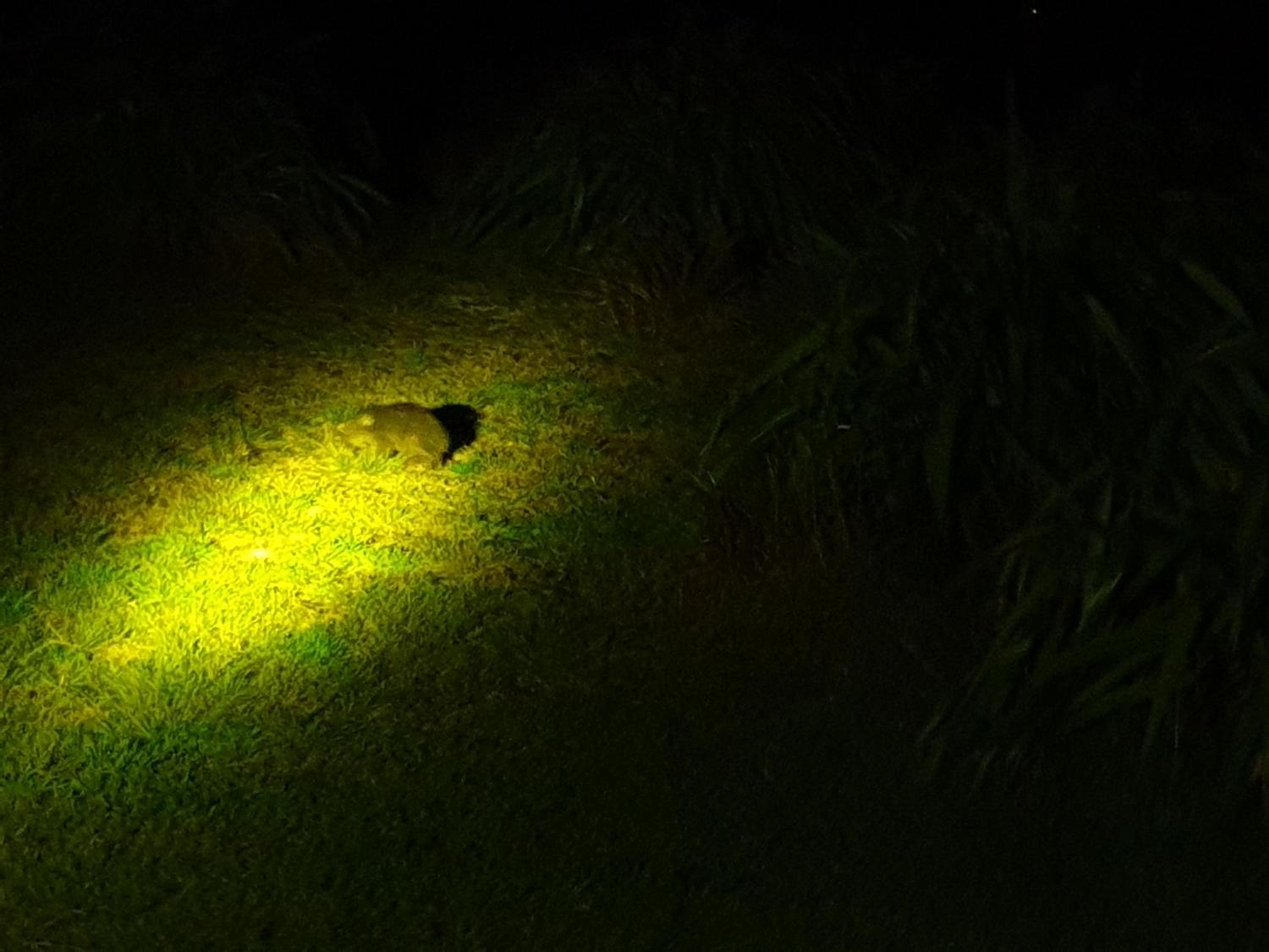 Diamond Island Resort, Restaurant & Bar and Penguin Show