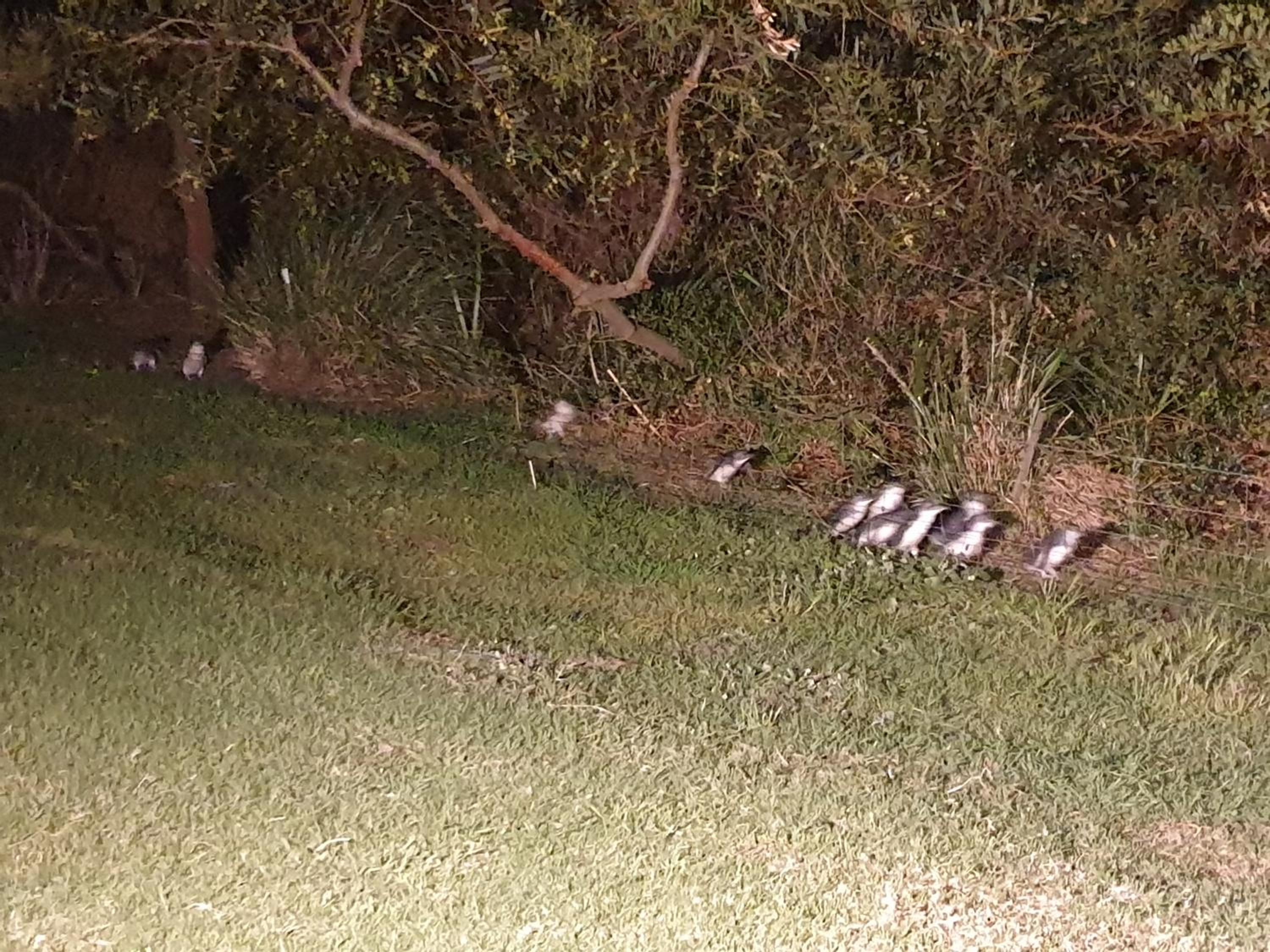 Diamond Island Resort, Restaurant & Bar and Penguin Show