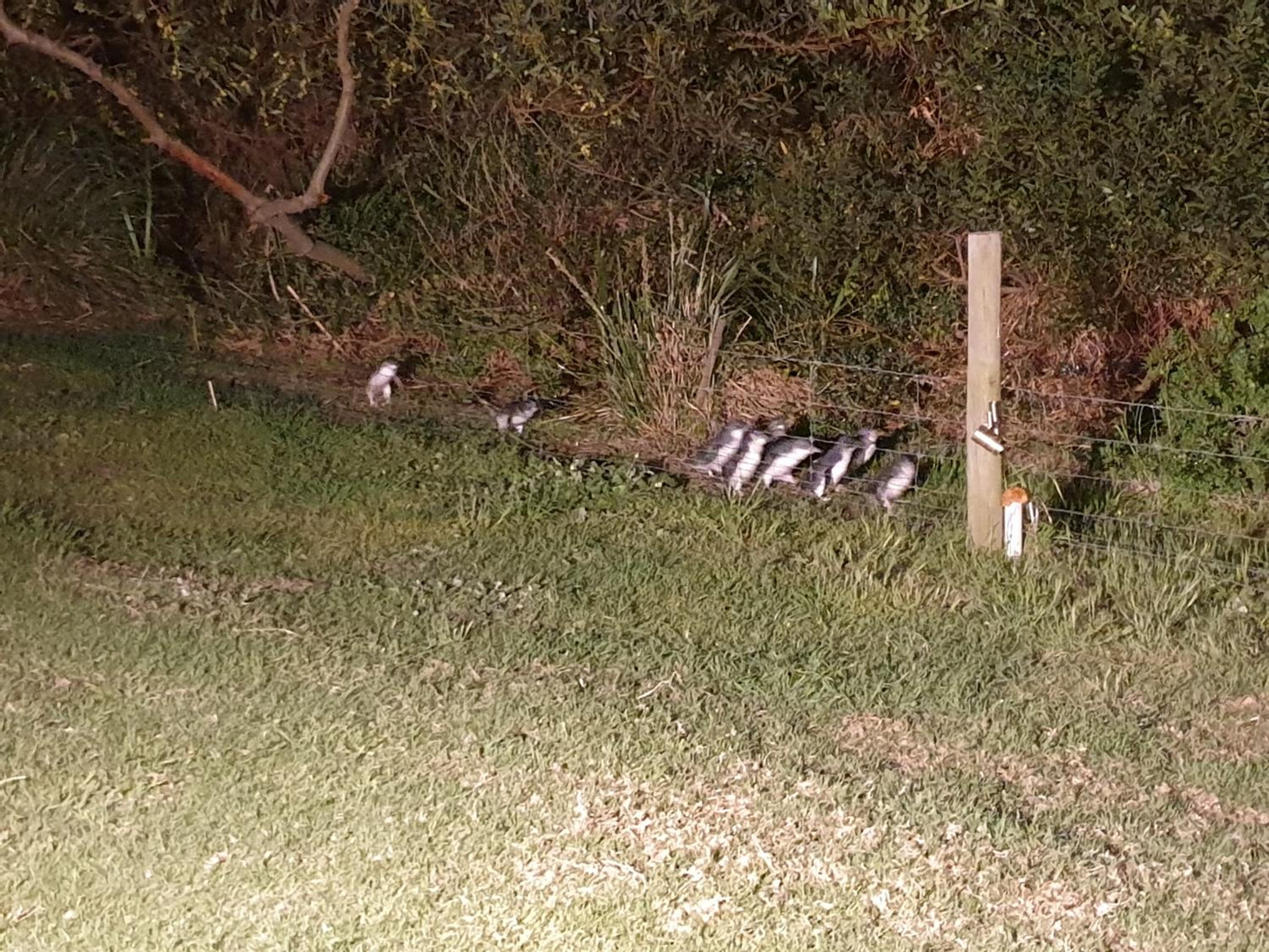 Diamond Island Resort, Restaurant & Bar and Penguin Show