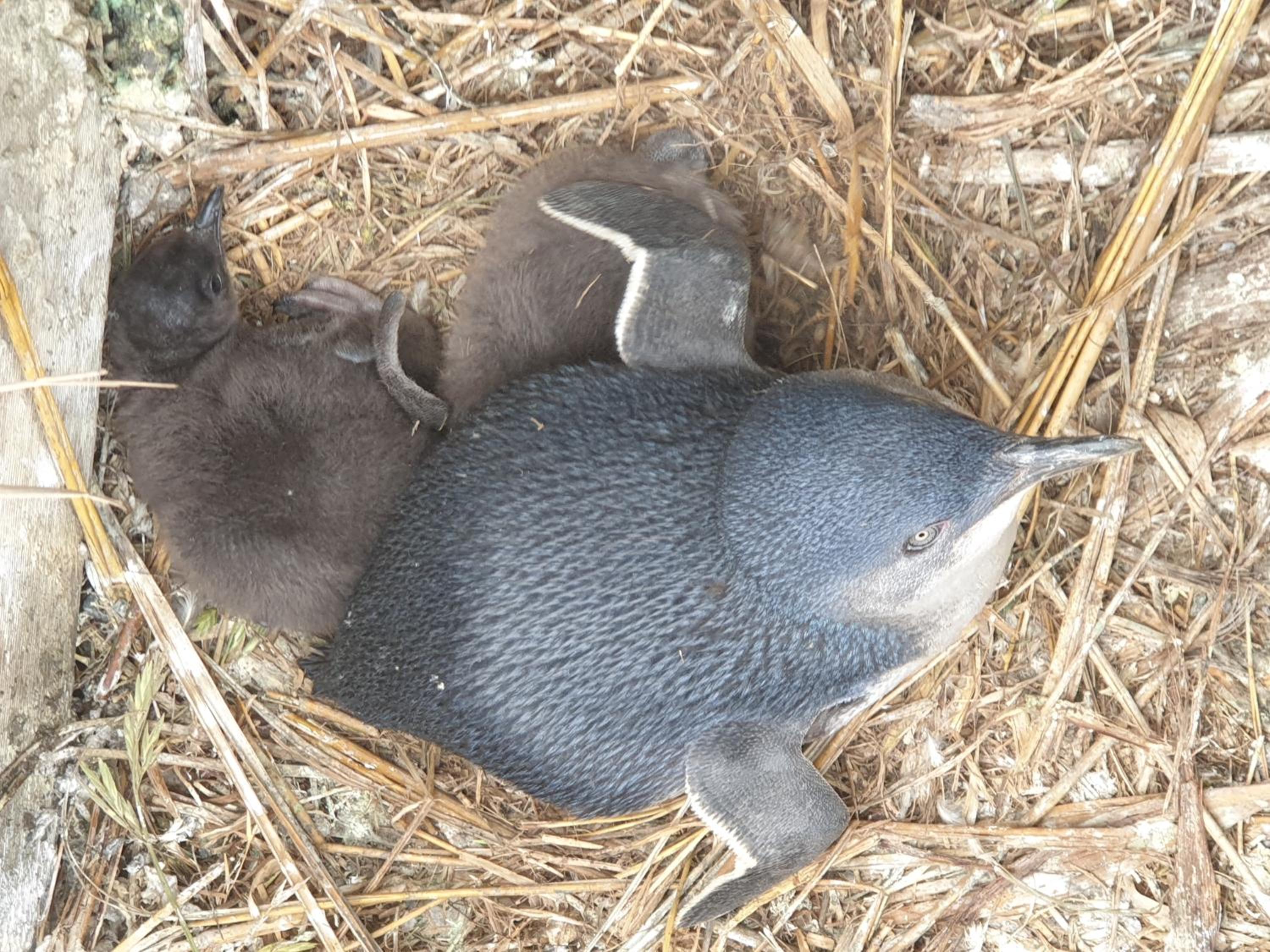 Diamond Island Resort, Restaurant & Bar and Penguin Show