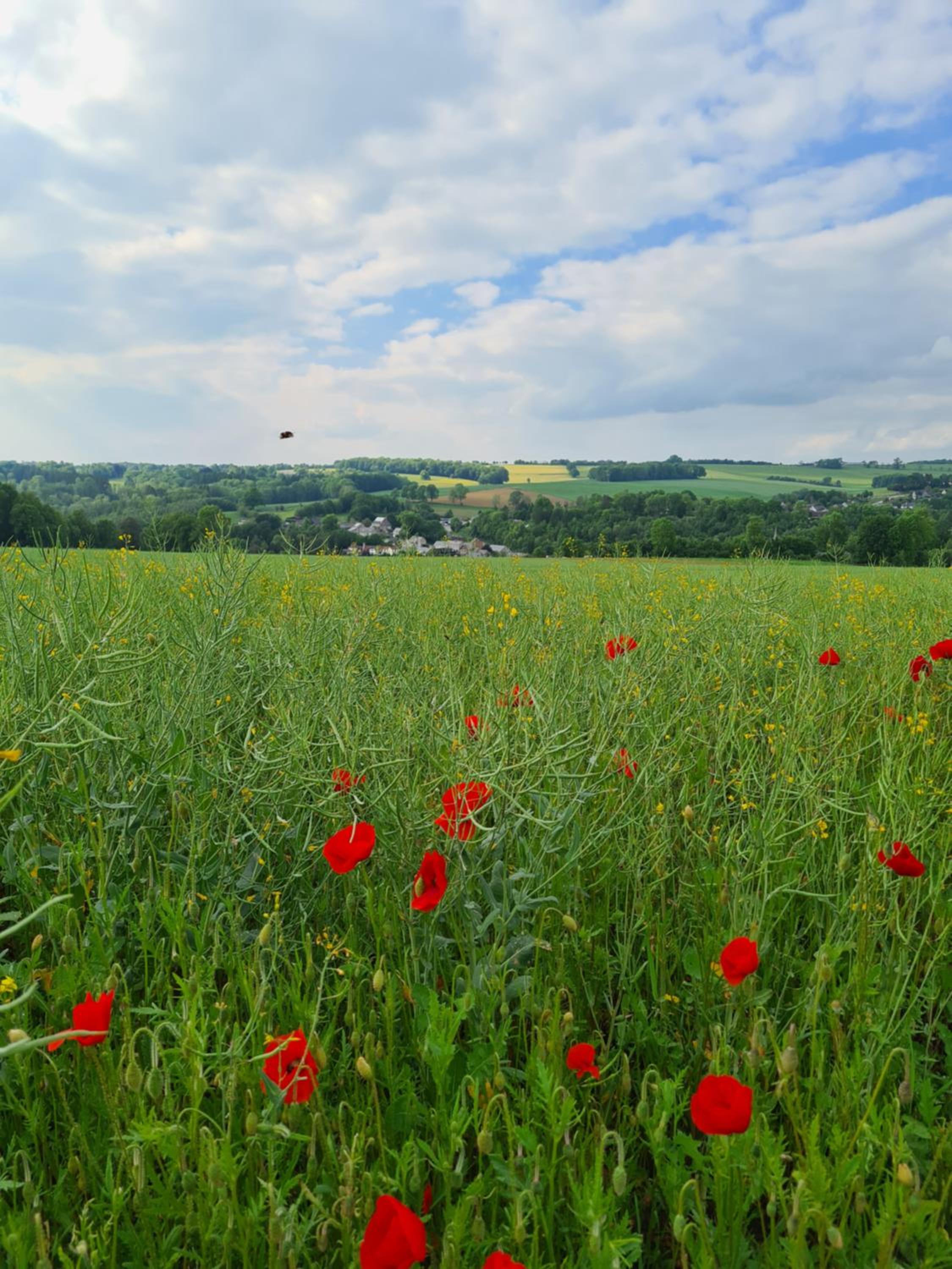 Gite La Petite Beurrerie des Ardennes