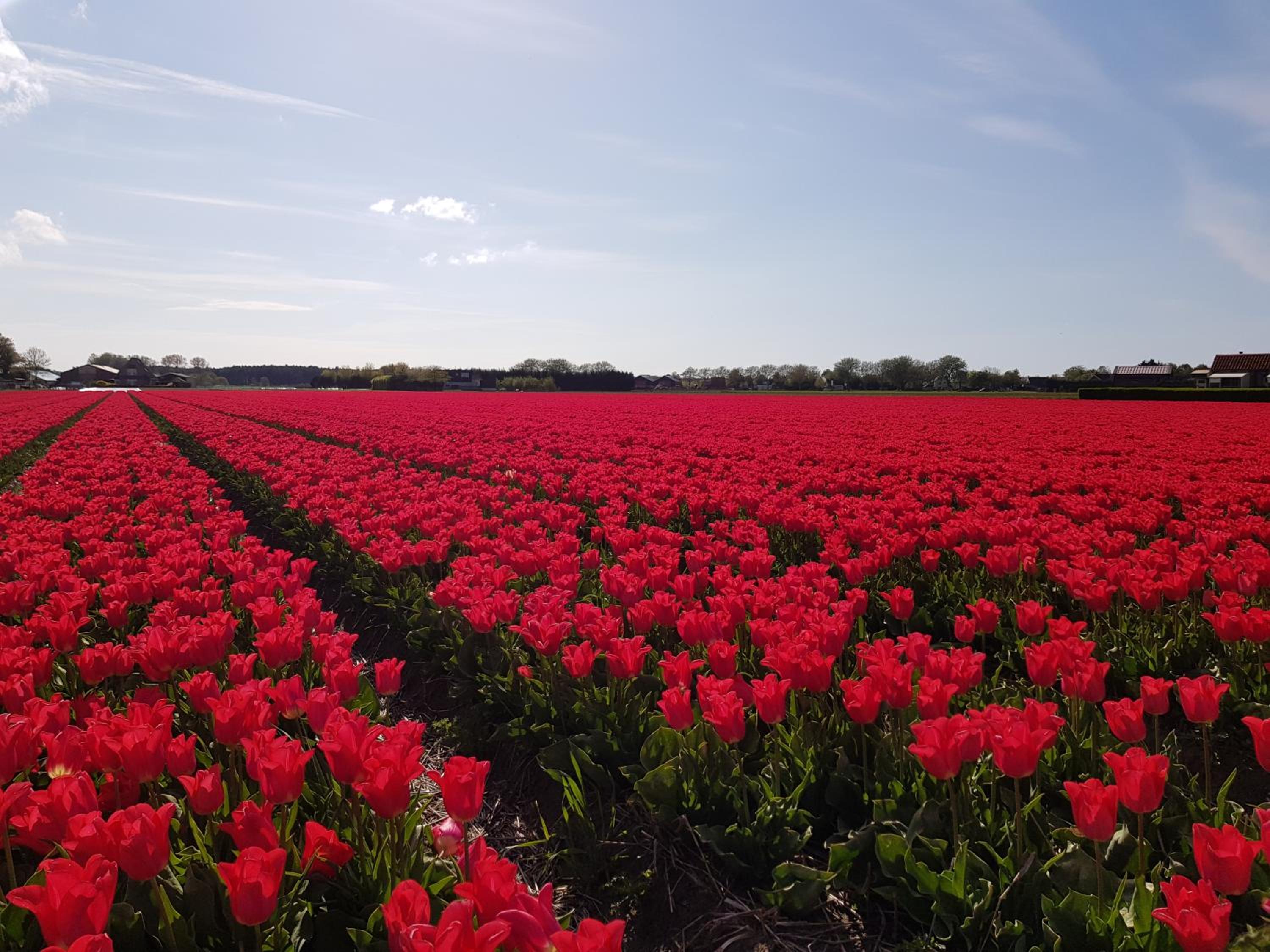 Country house between Egmond aan Zee & Amsterdam view 3