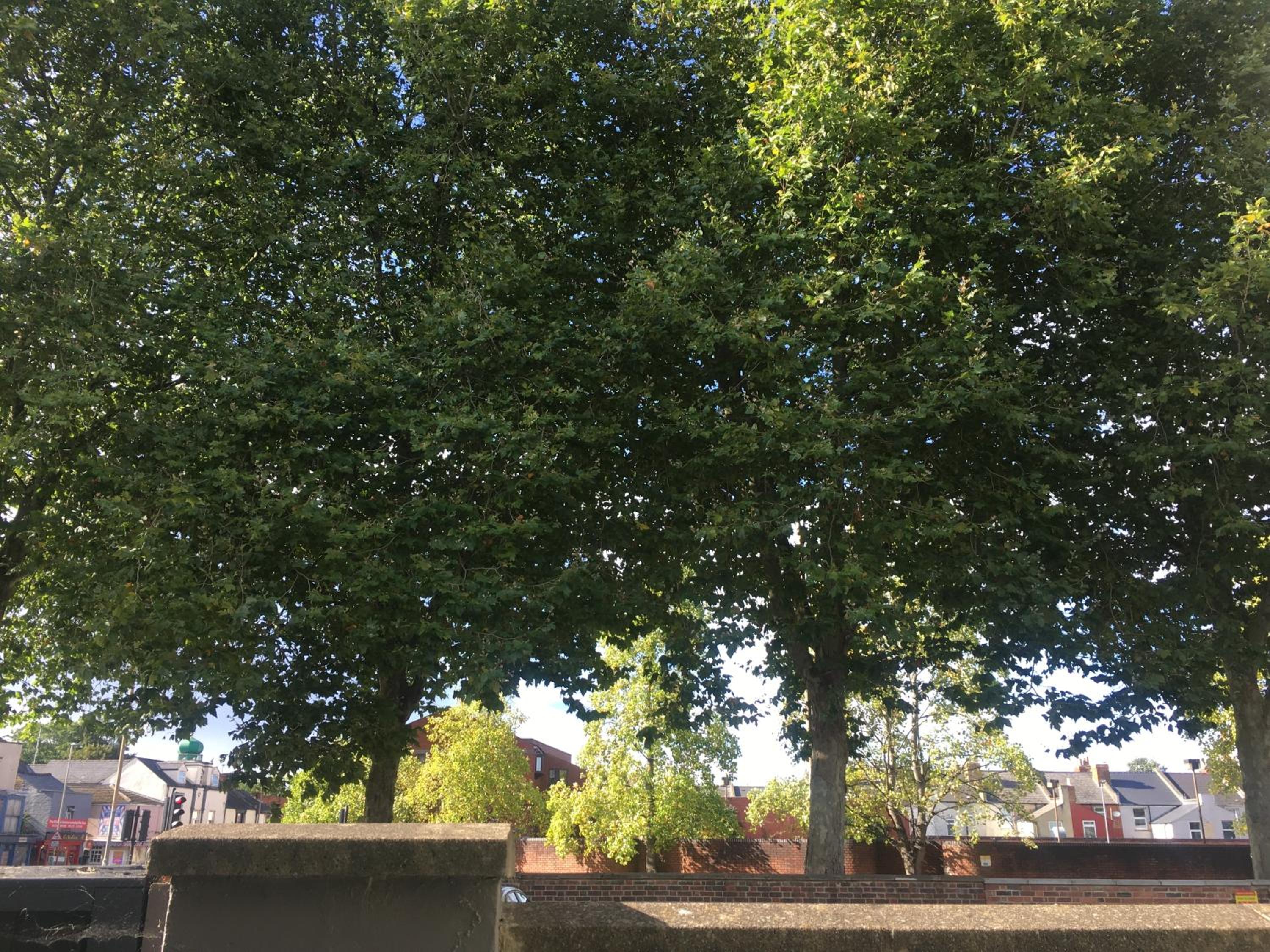 Photo 16