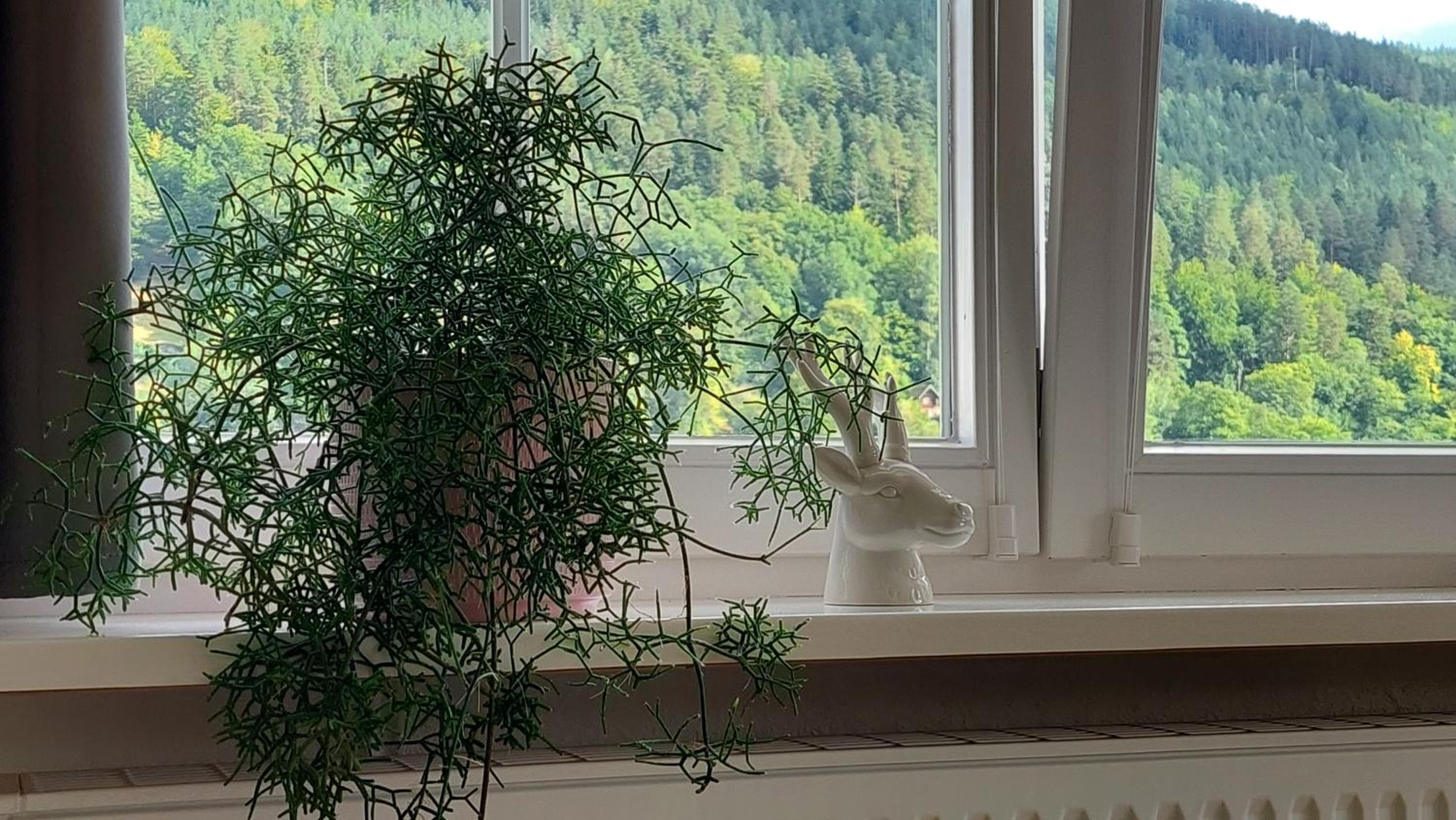 Apartement am Waldrand