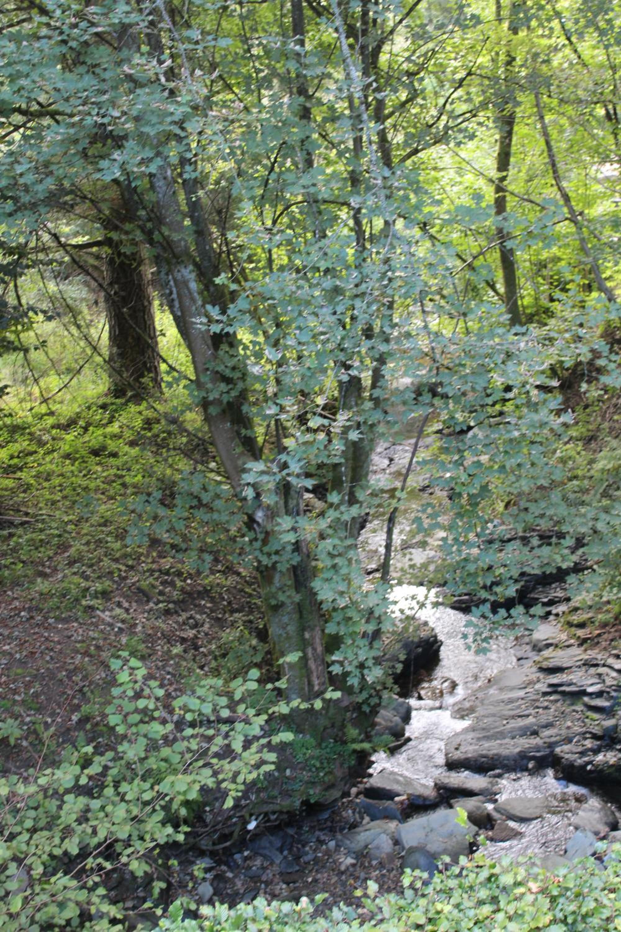 Rivendell 9