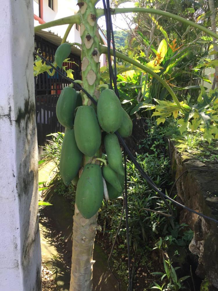 Valle Dorado 9