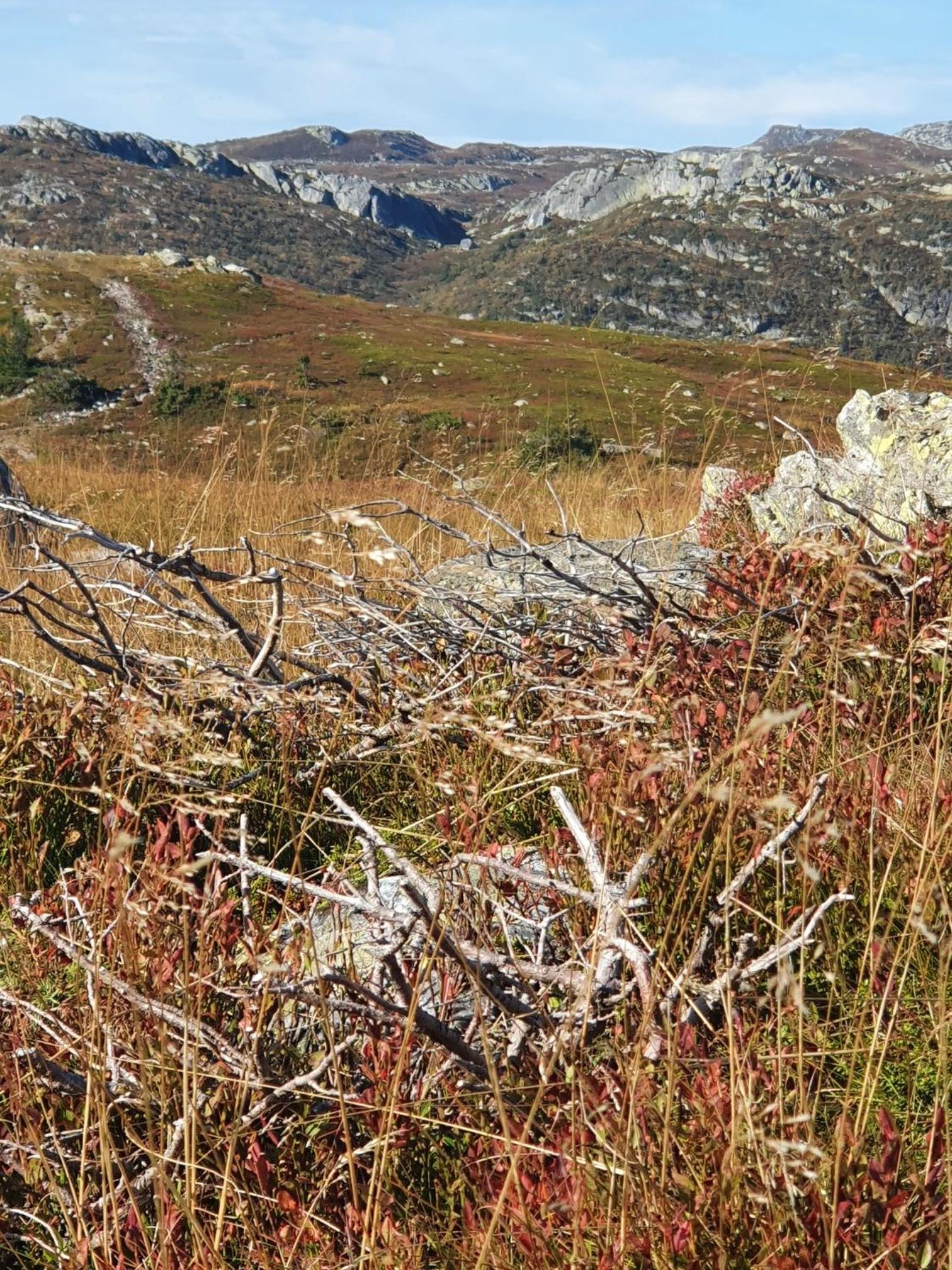 Beautiful cabin at Lifjell perfectly located for hiking and skiing with sauna view 2